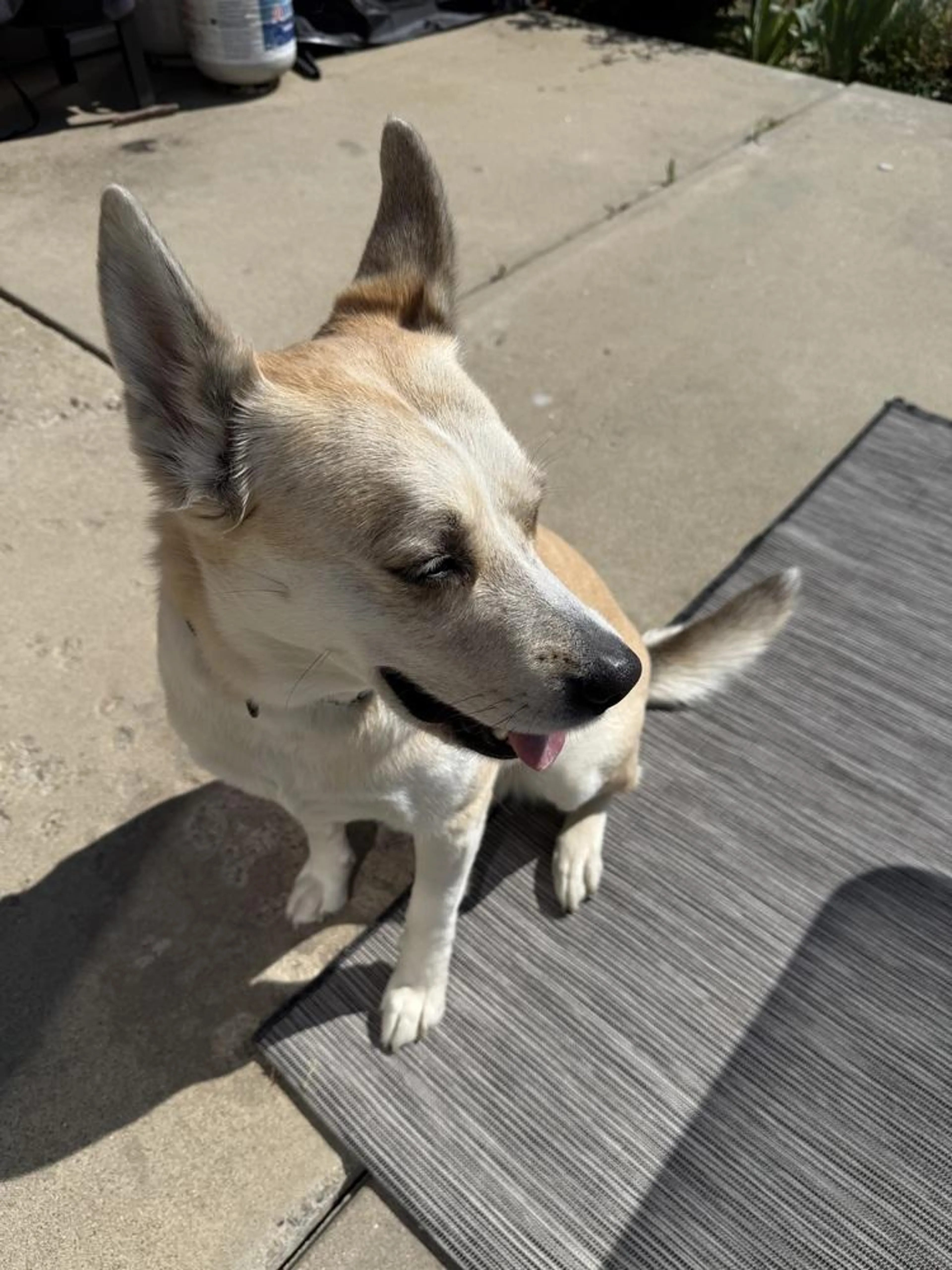 Found pet-3