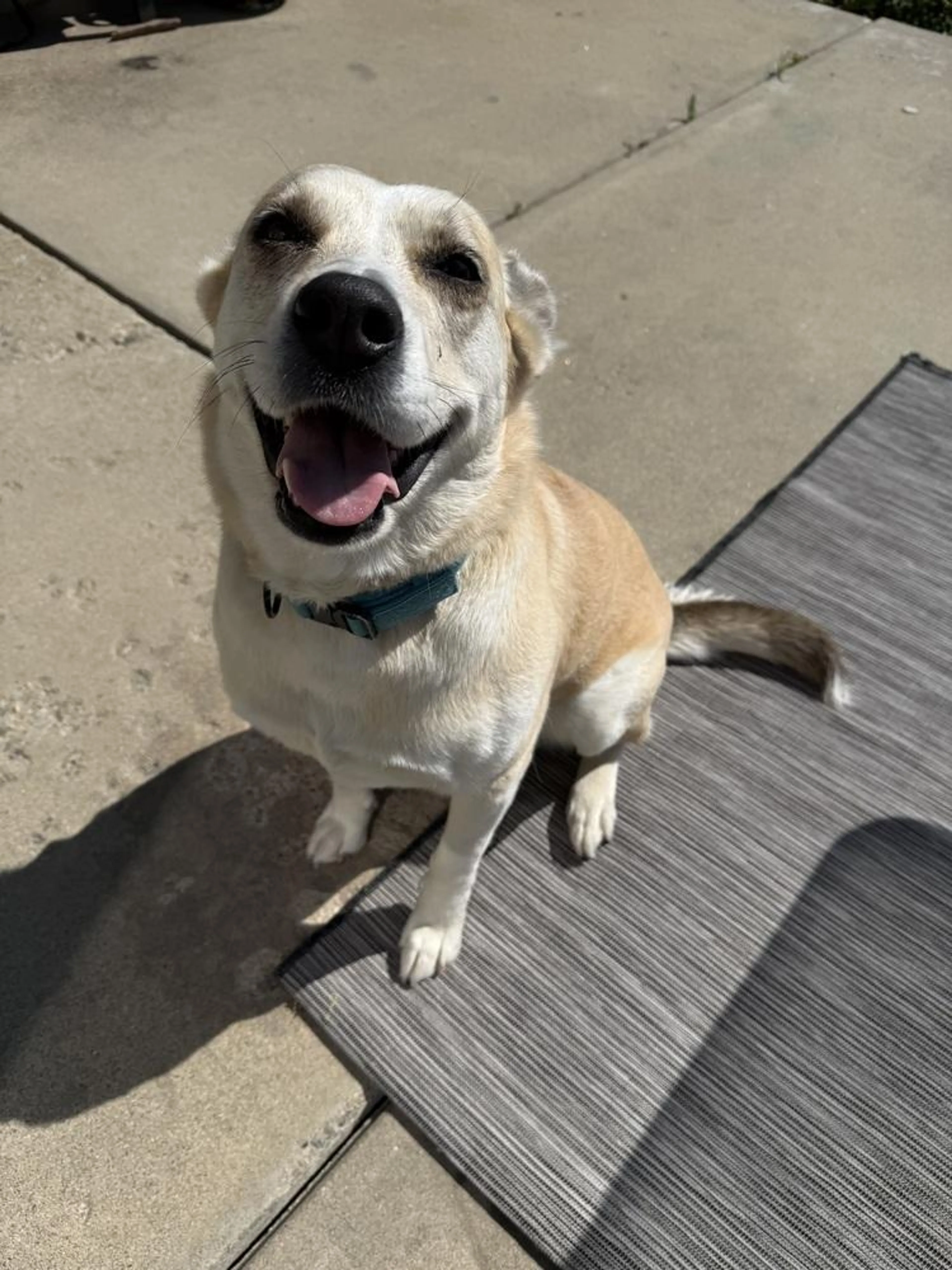 Found pet-2