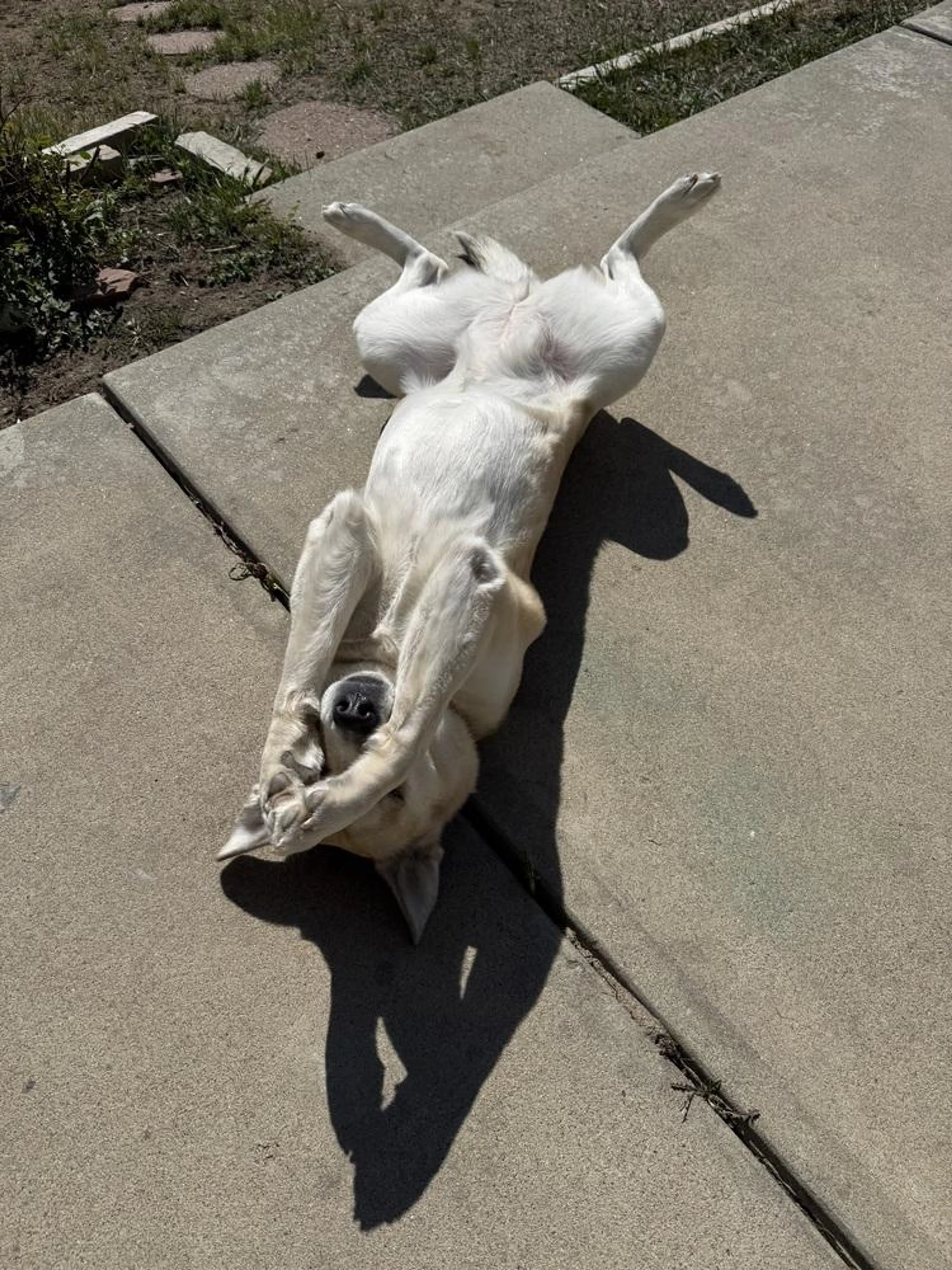 Found pet-4