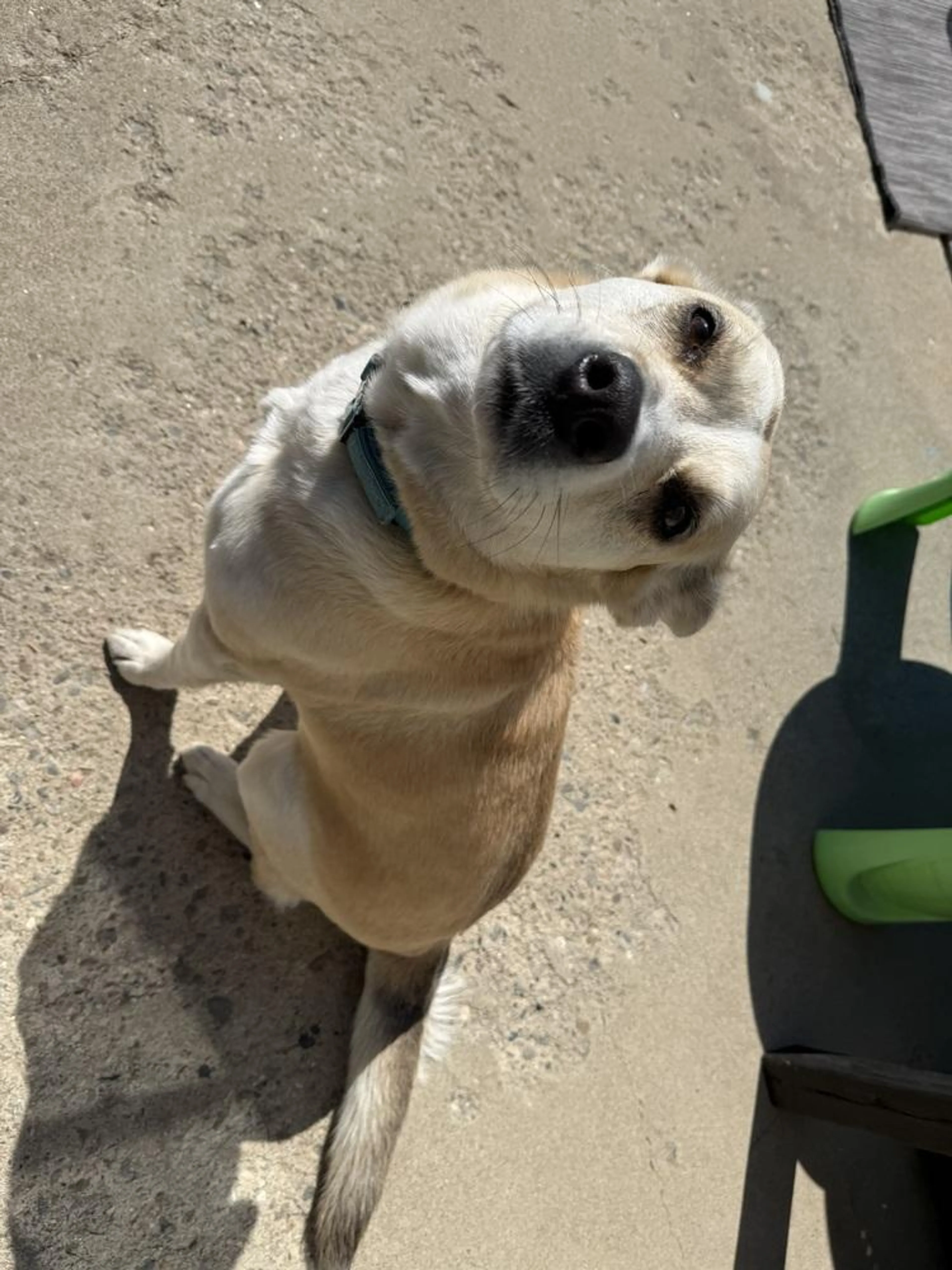 Found pet-0