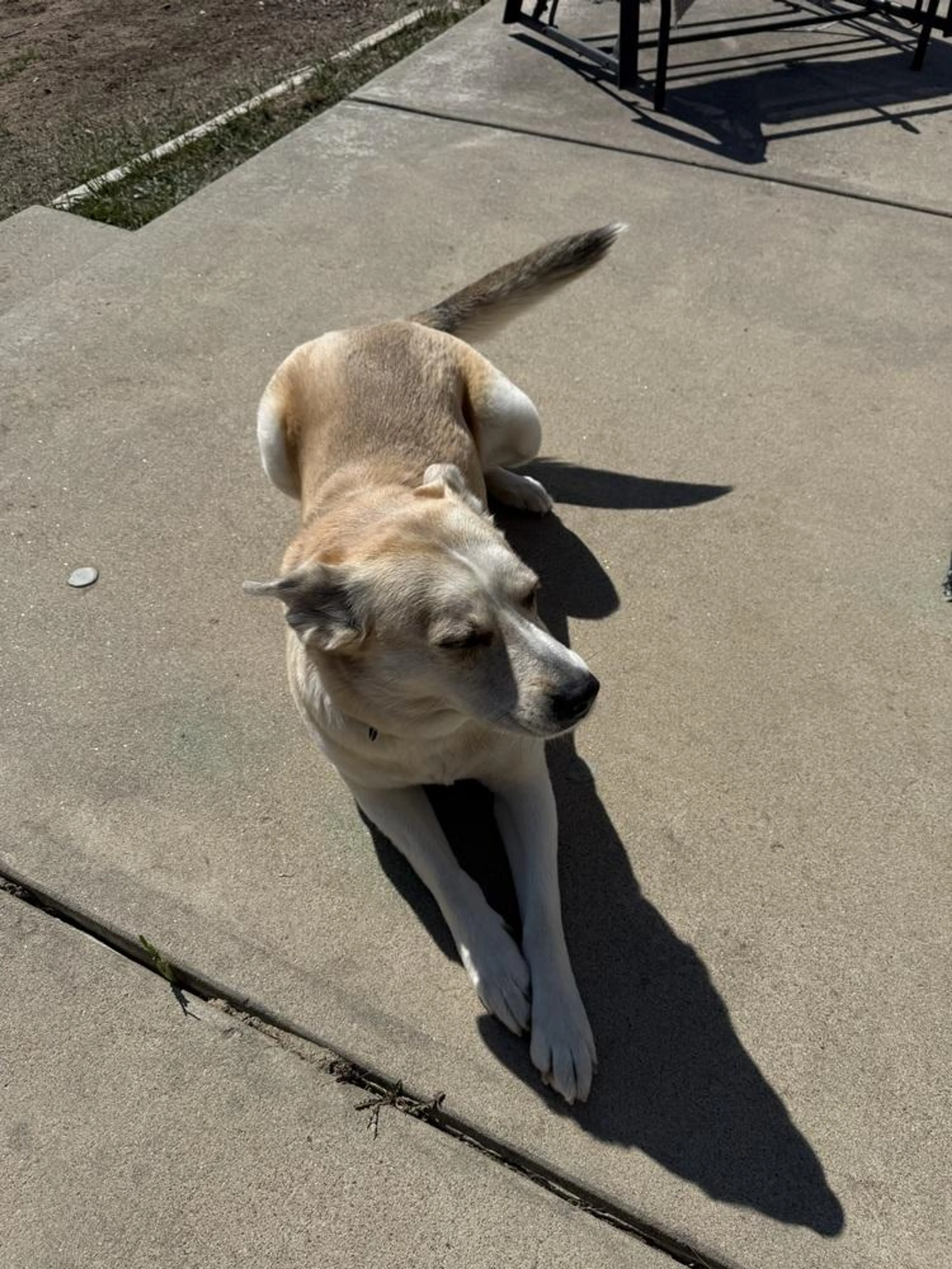 Found pet-1