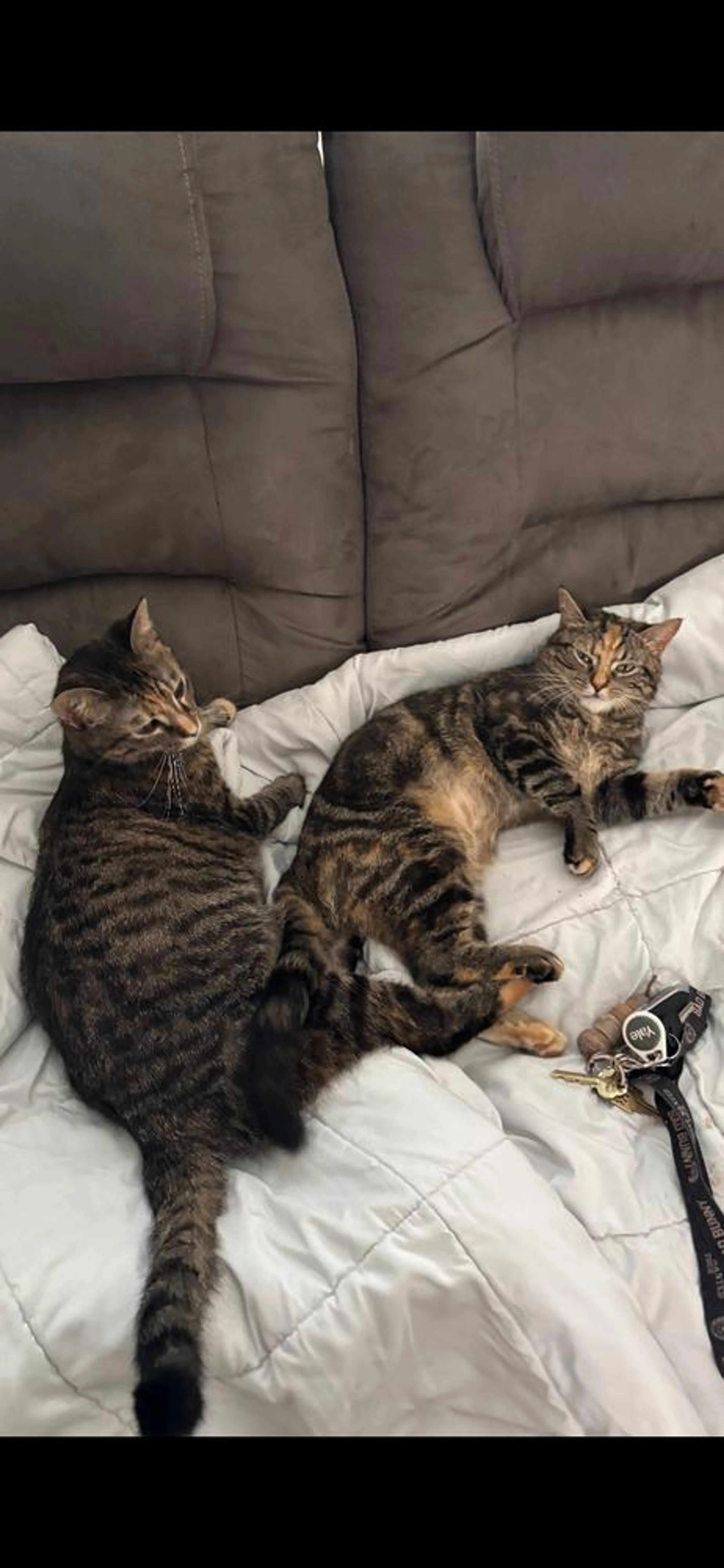 Found pet-2