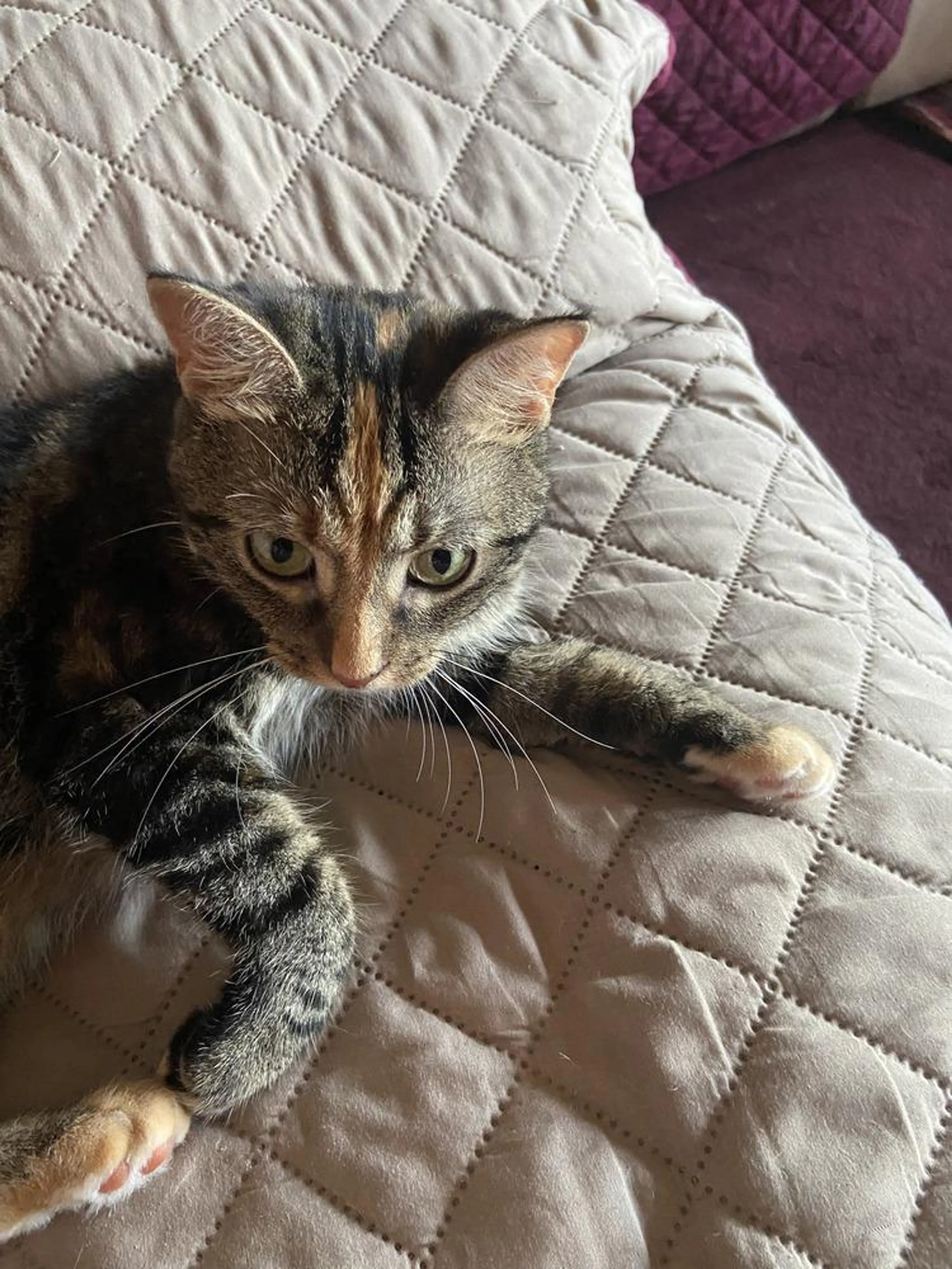 Found pet-1