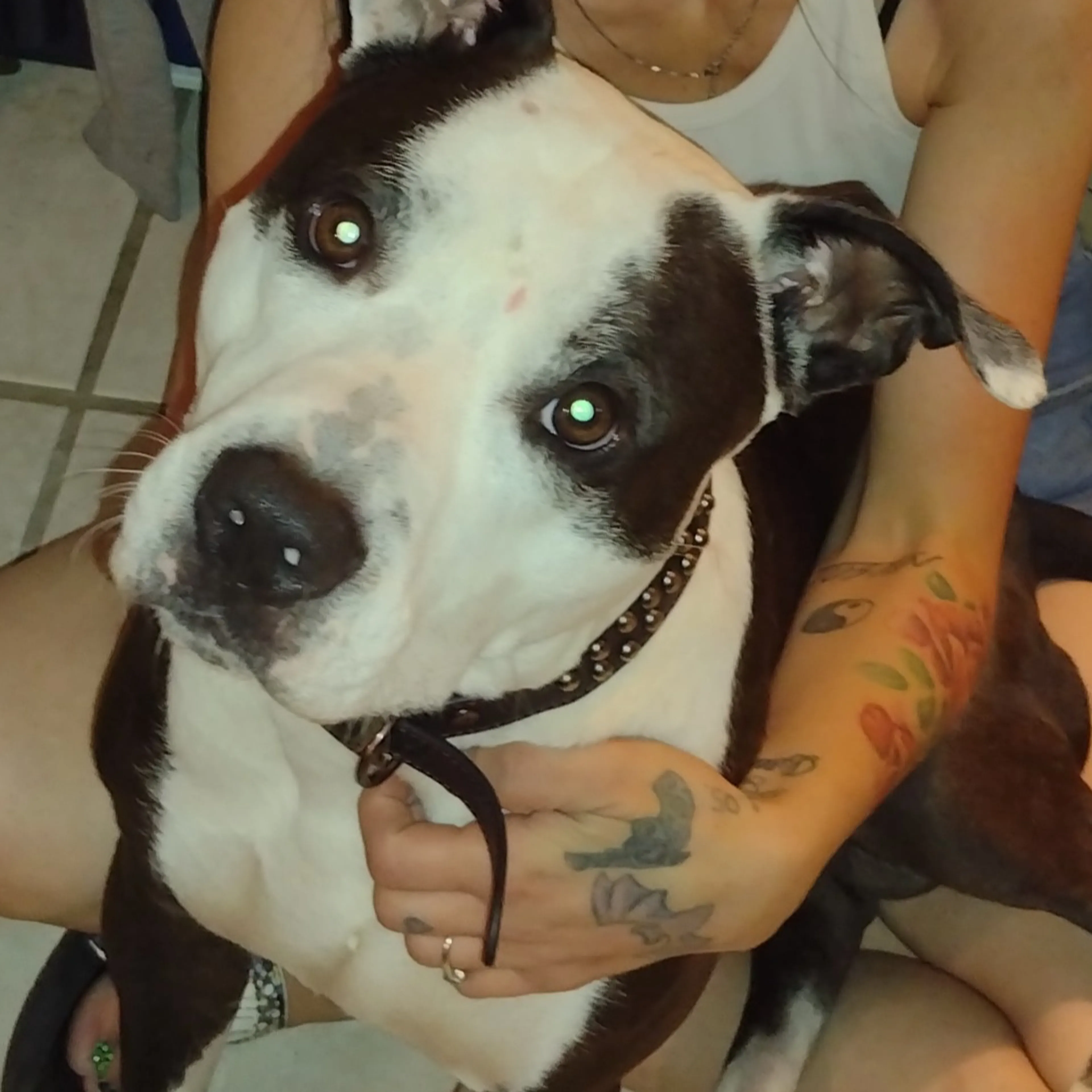 Lost pet-3