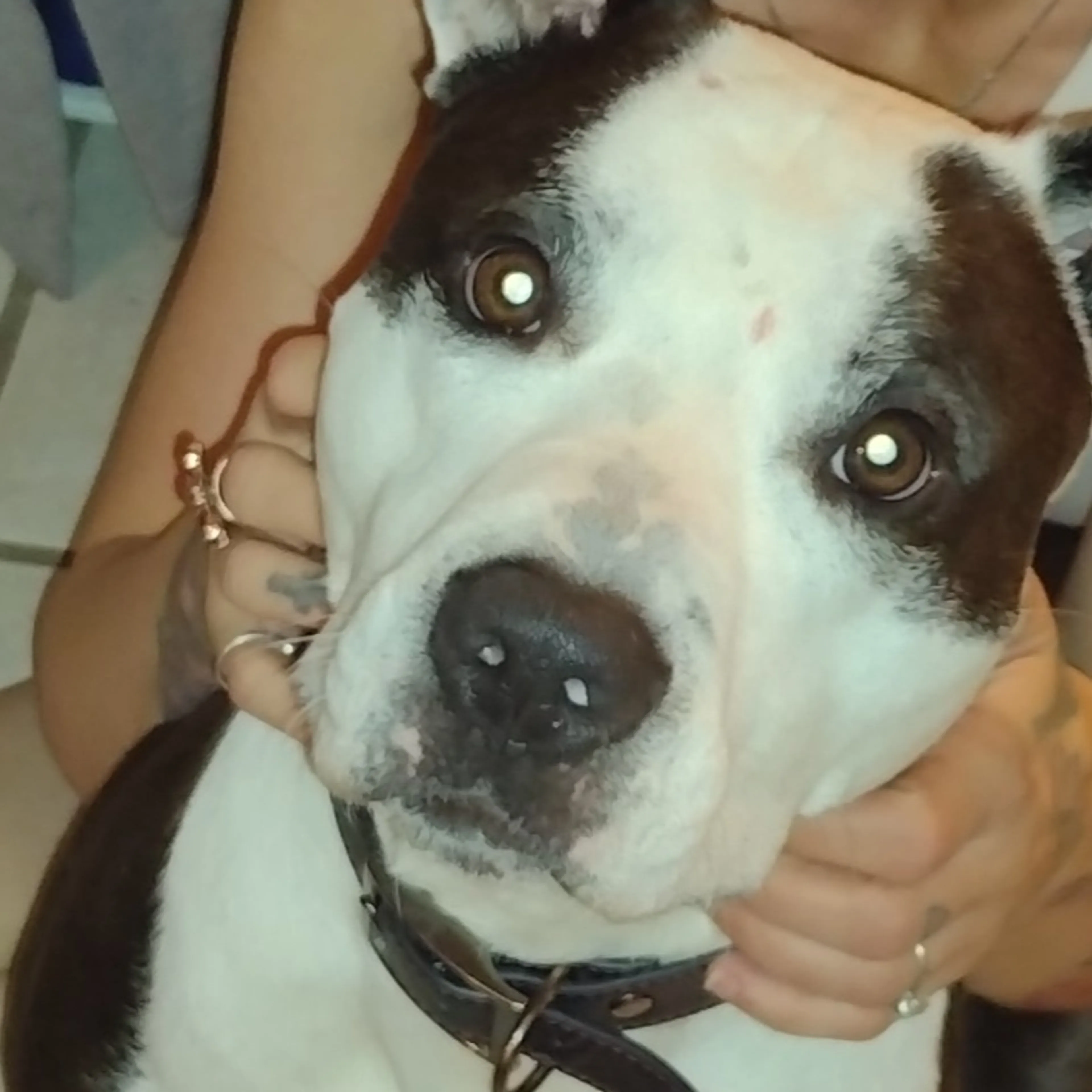 Lost pet-2