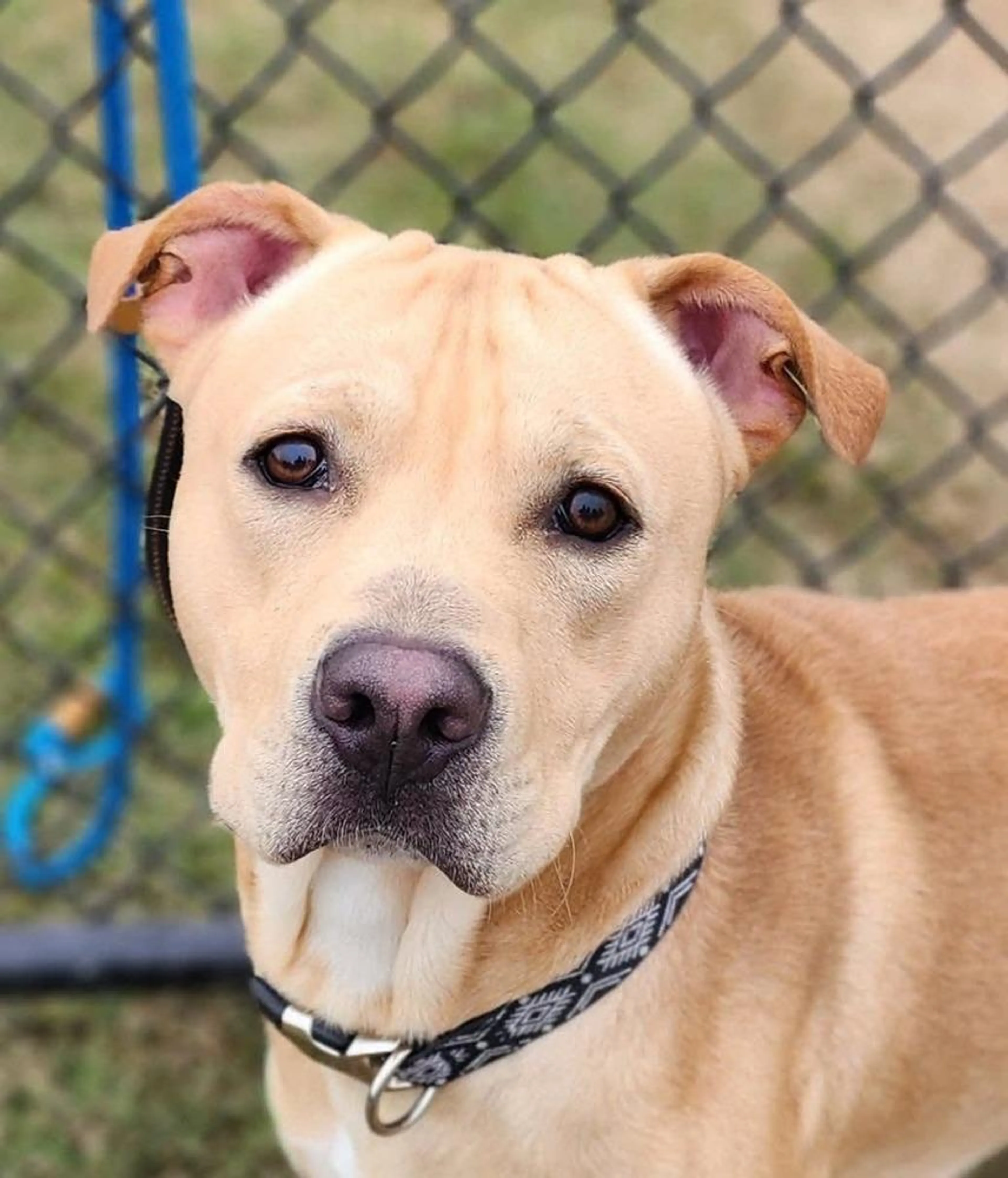 cdn image
