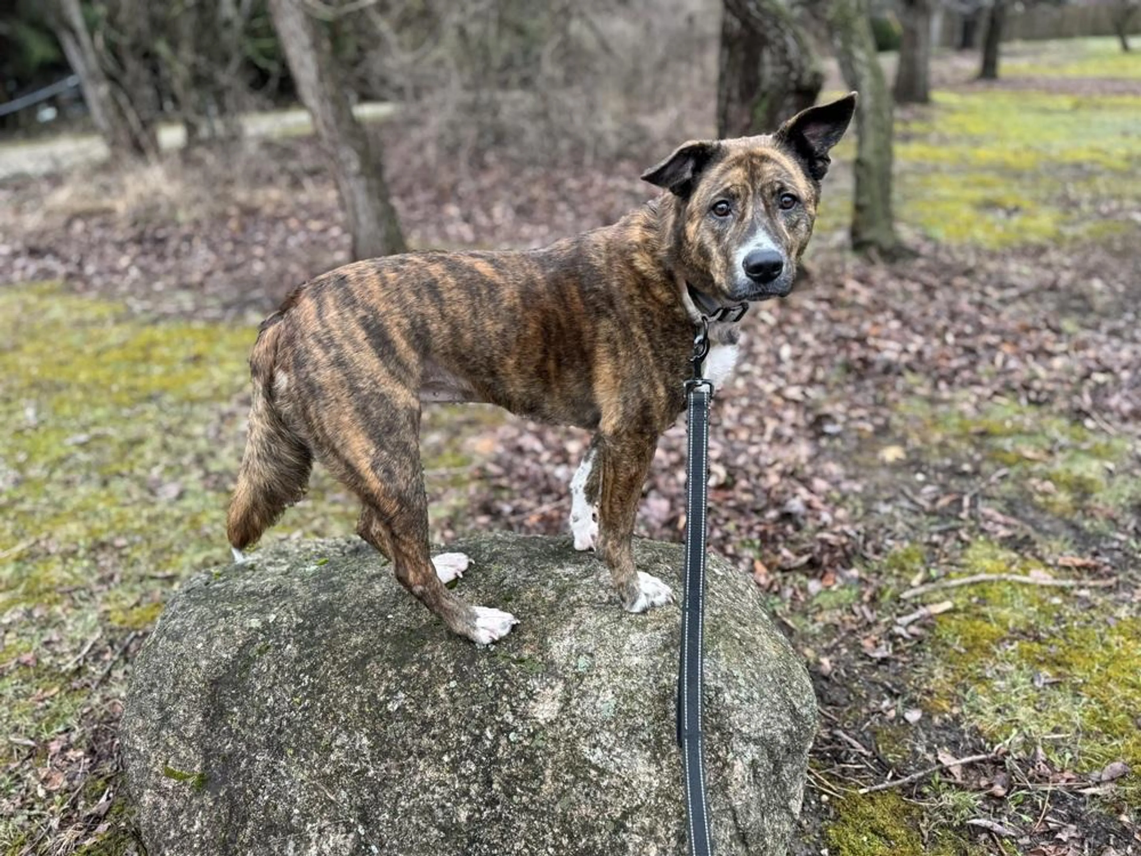 Found pet-5