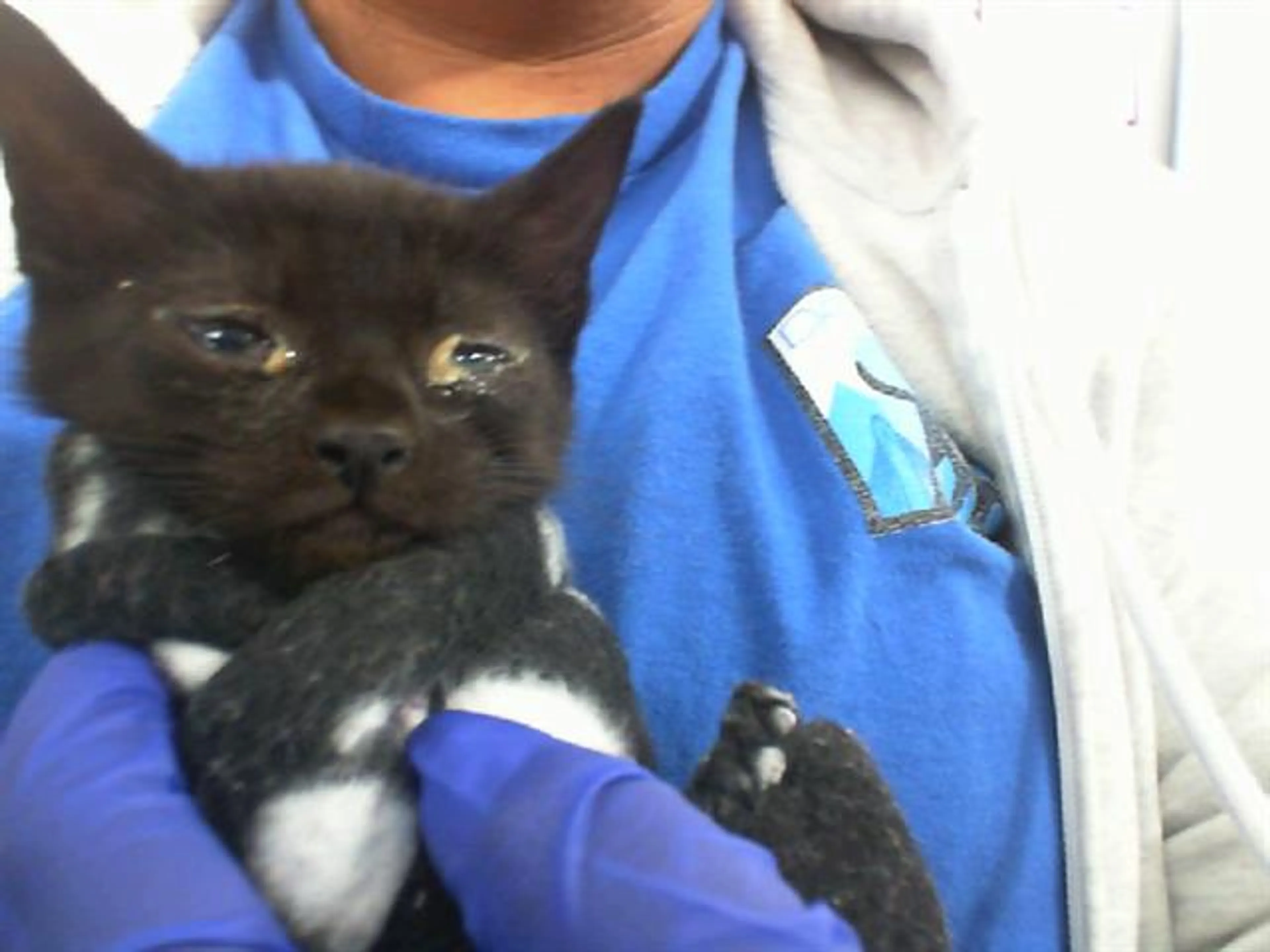 Found pet