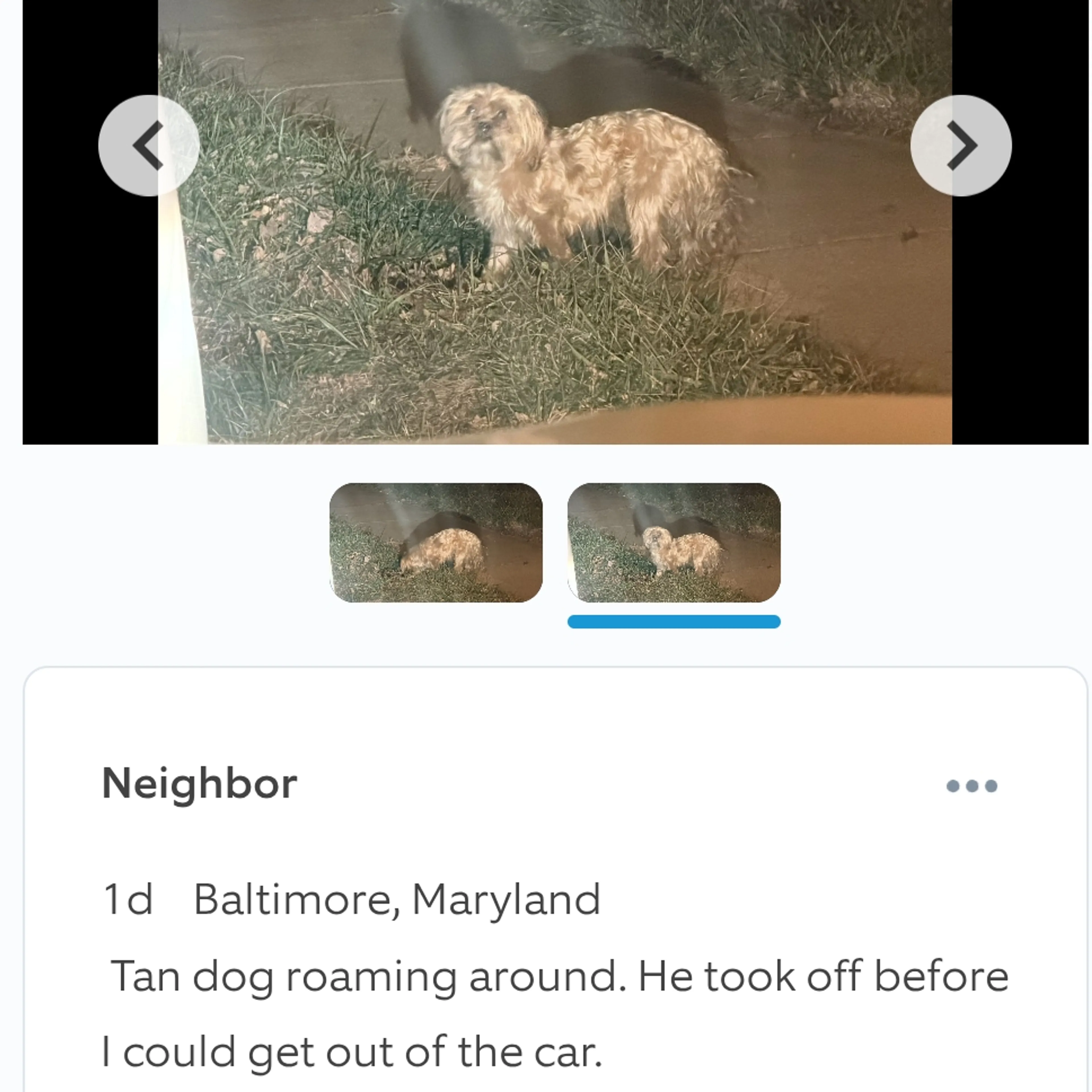 Lost pet-3