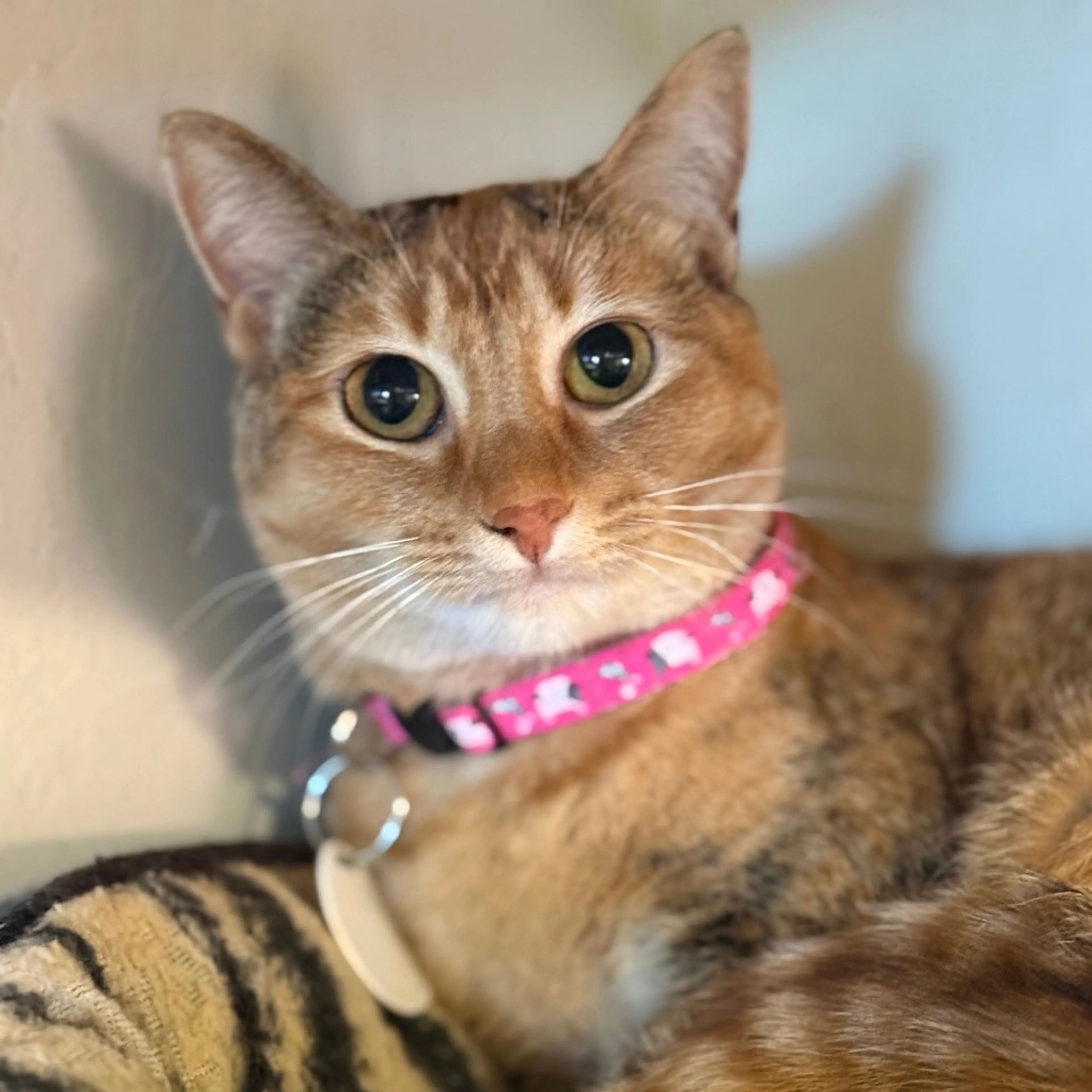 Found pet-3