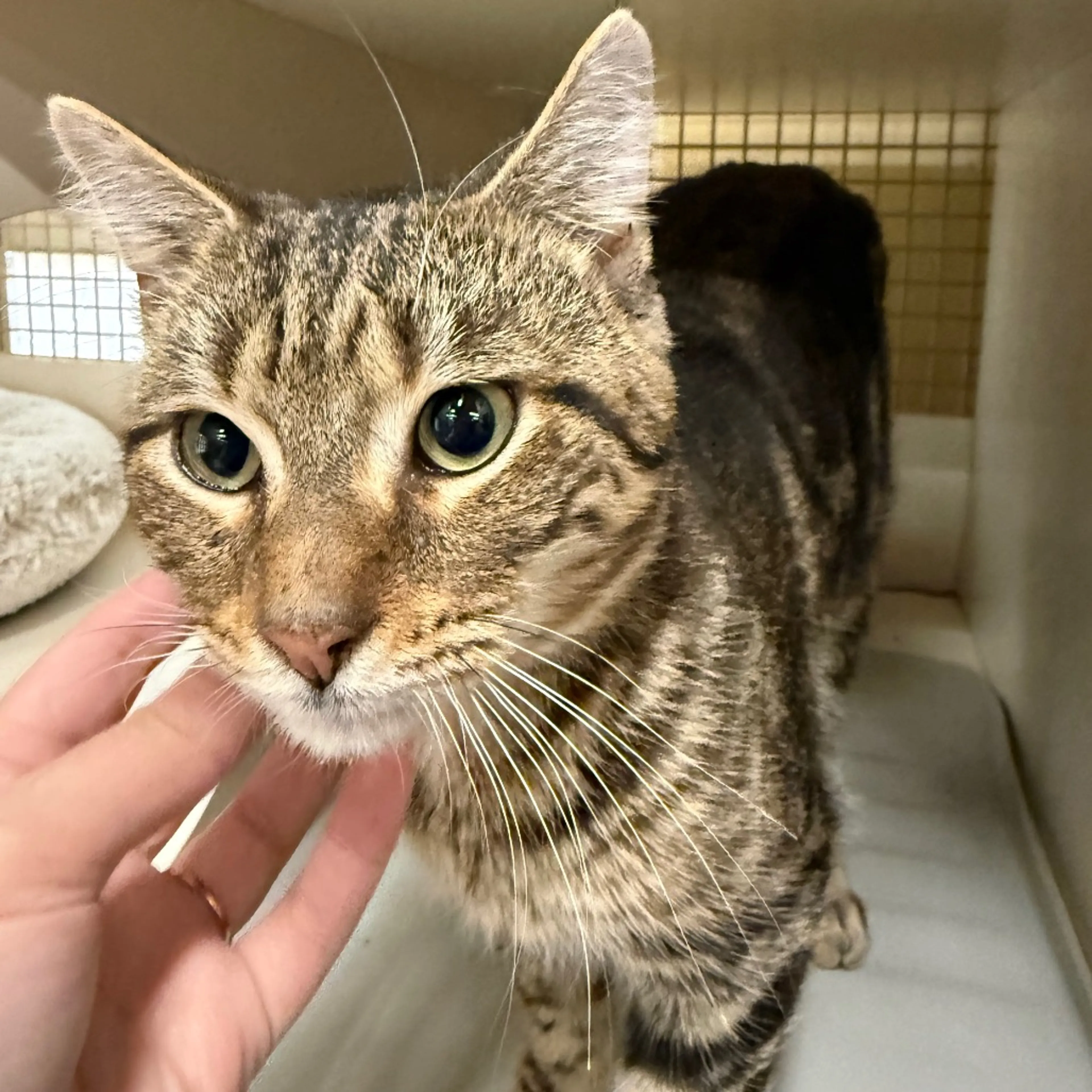 Found pet