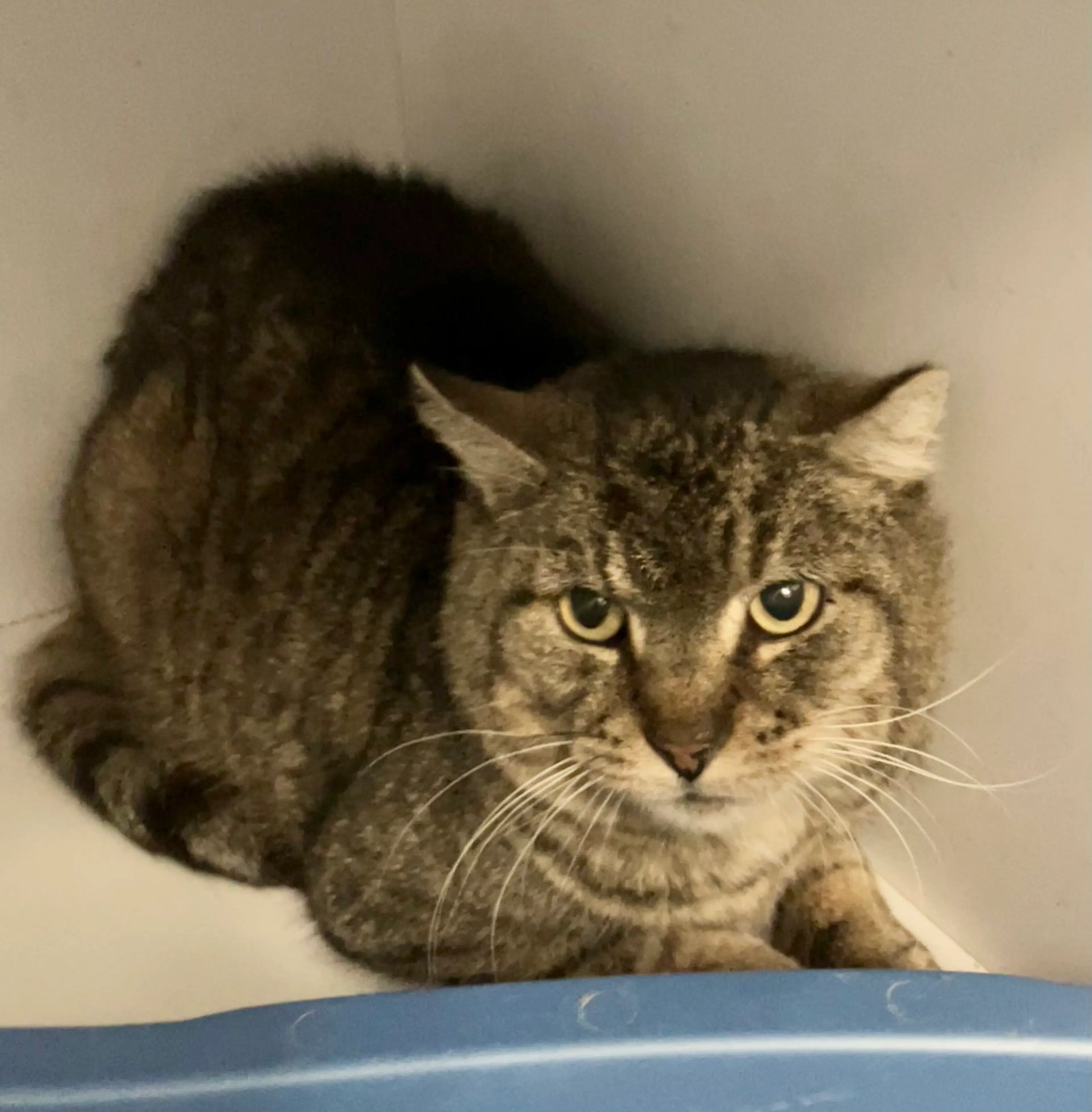cdn image
