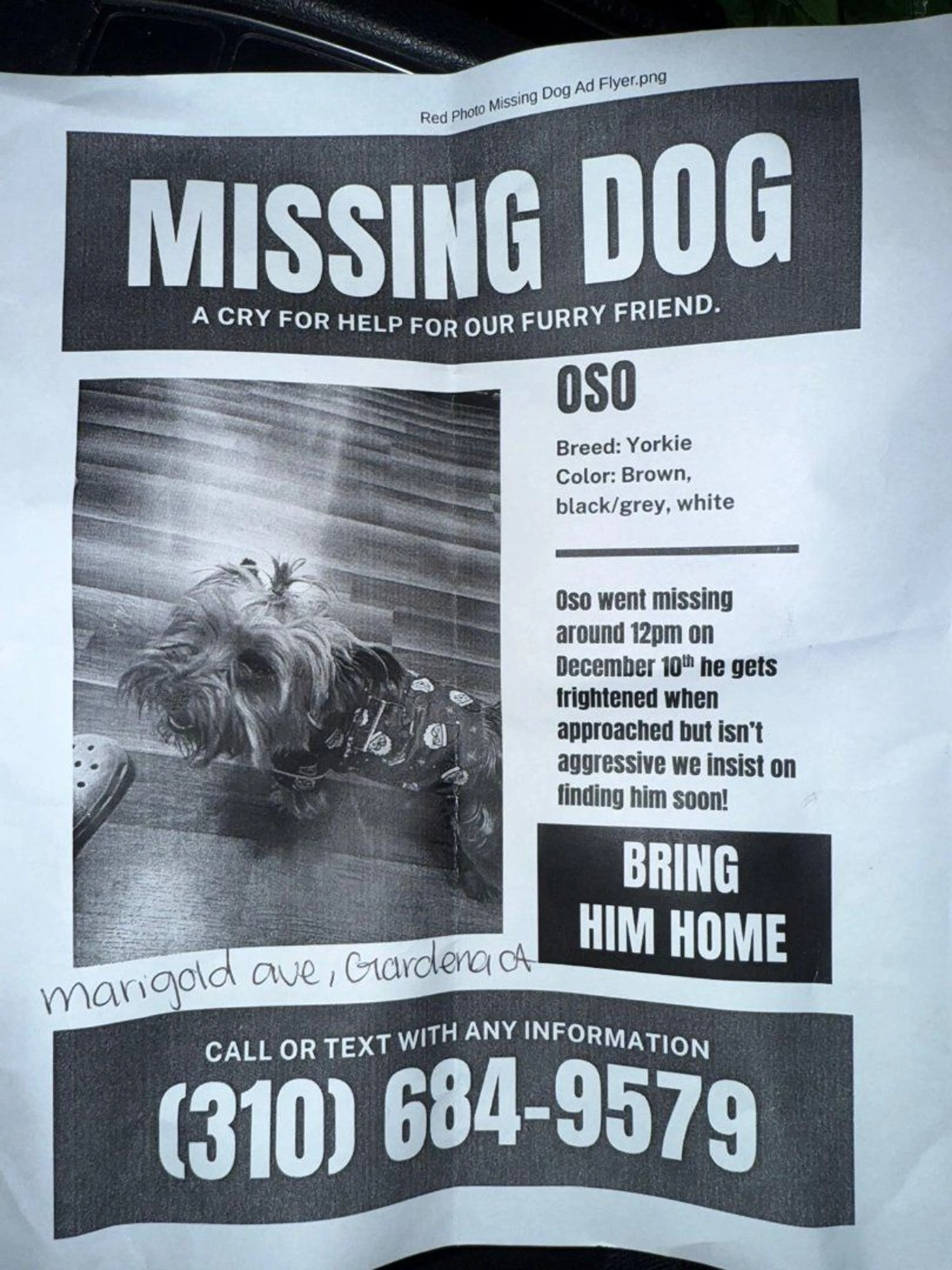 Lost pet