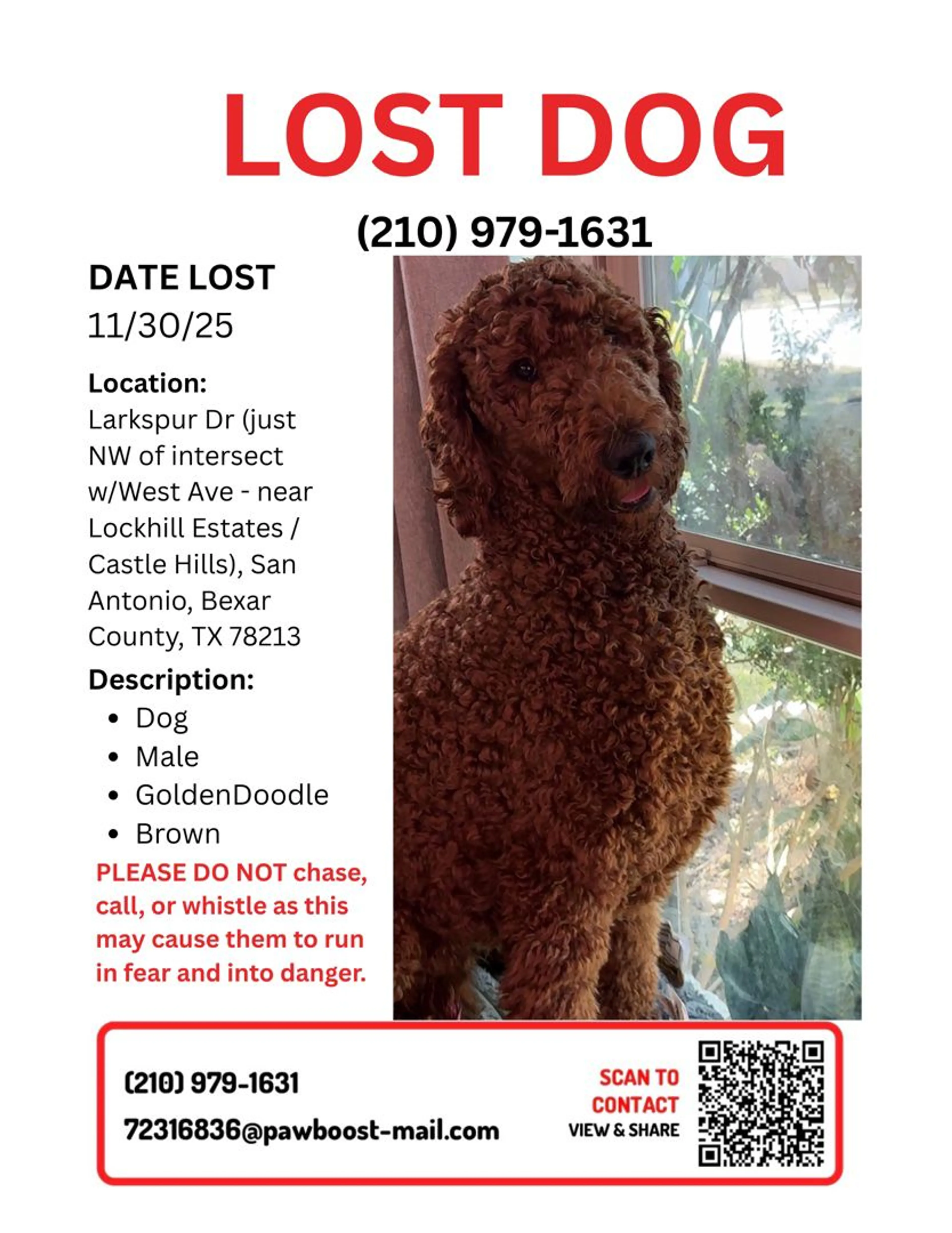 Lost pet-1