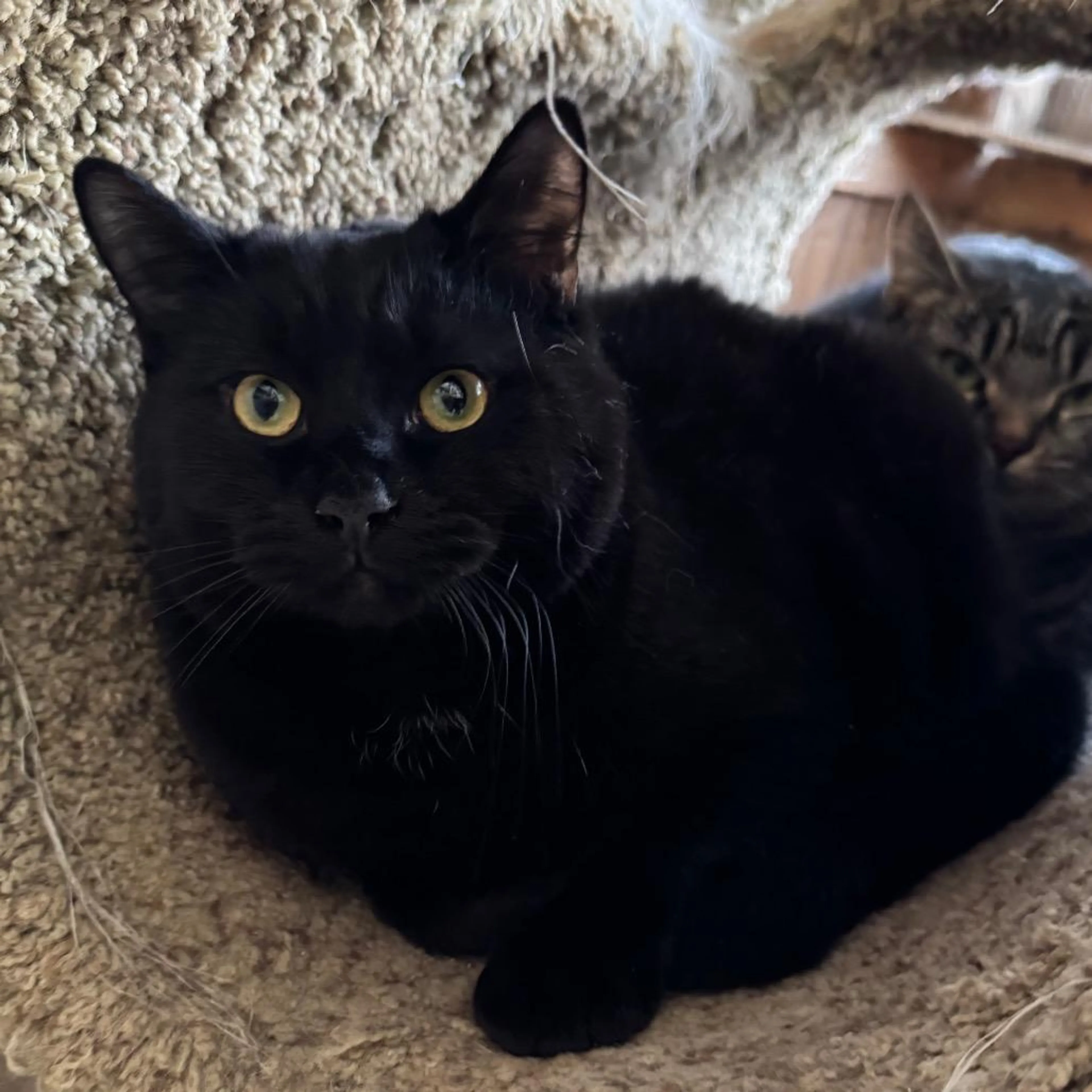 Found pet-2