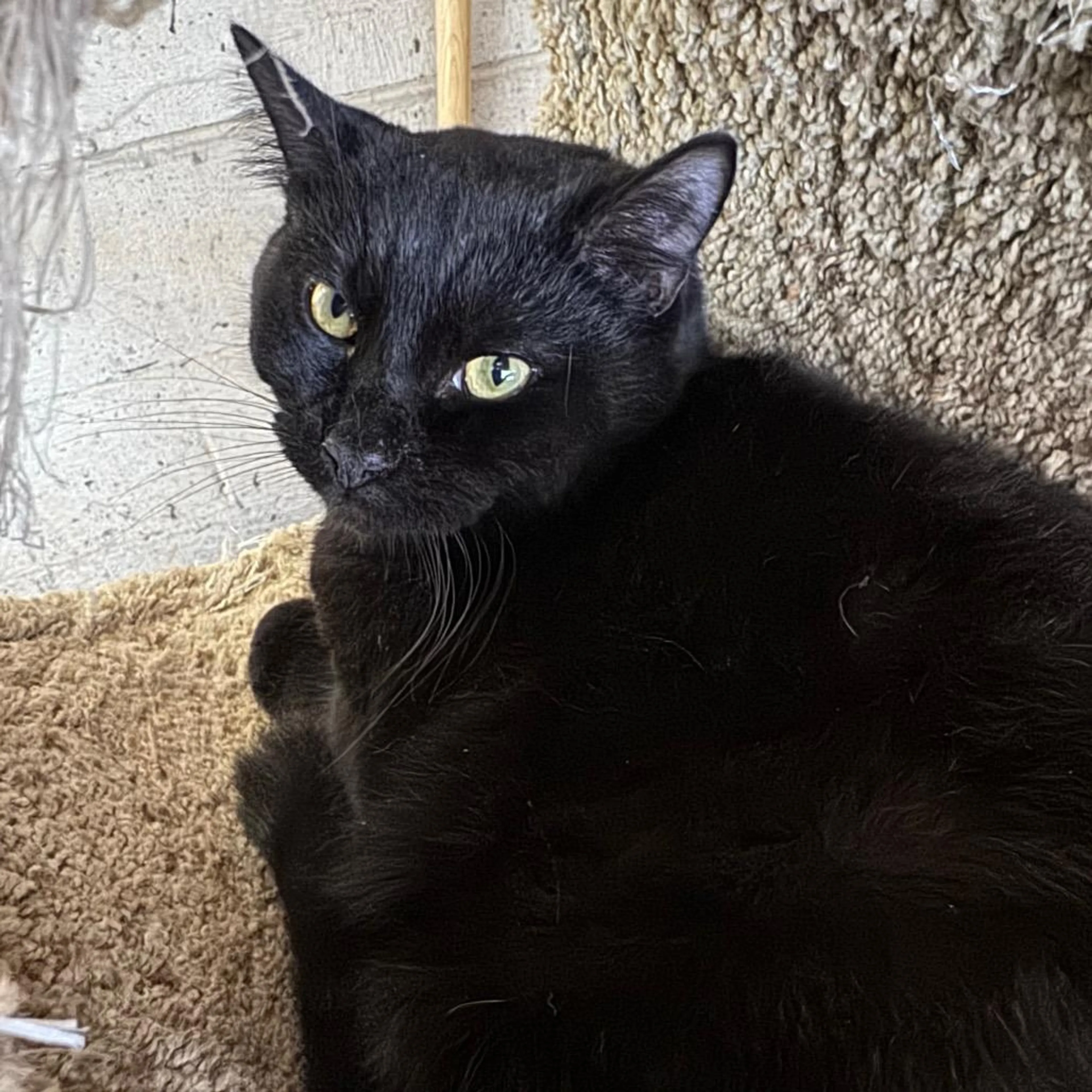 Found pet-3