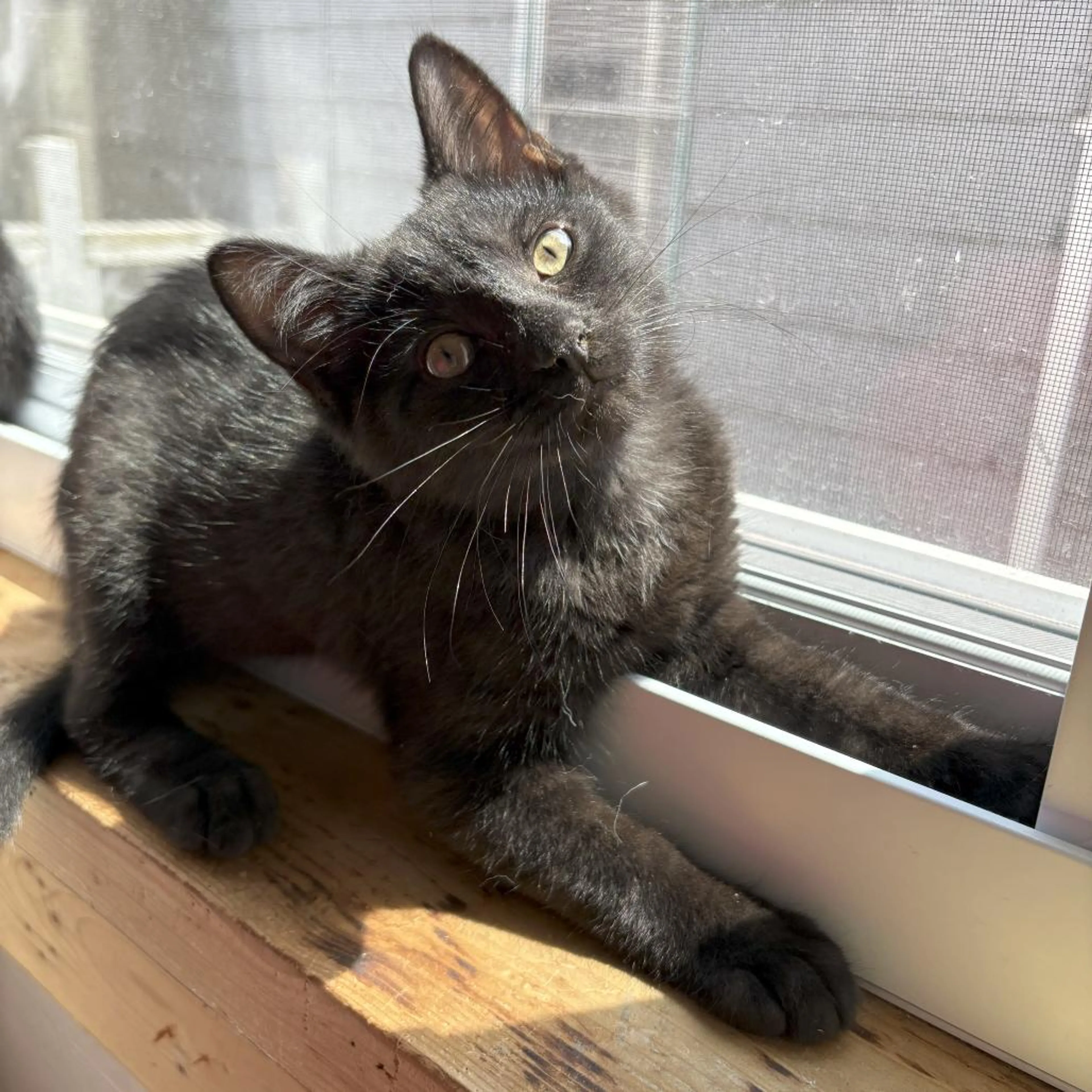 Found pet-1