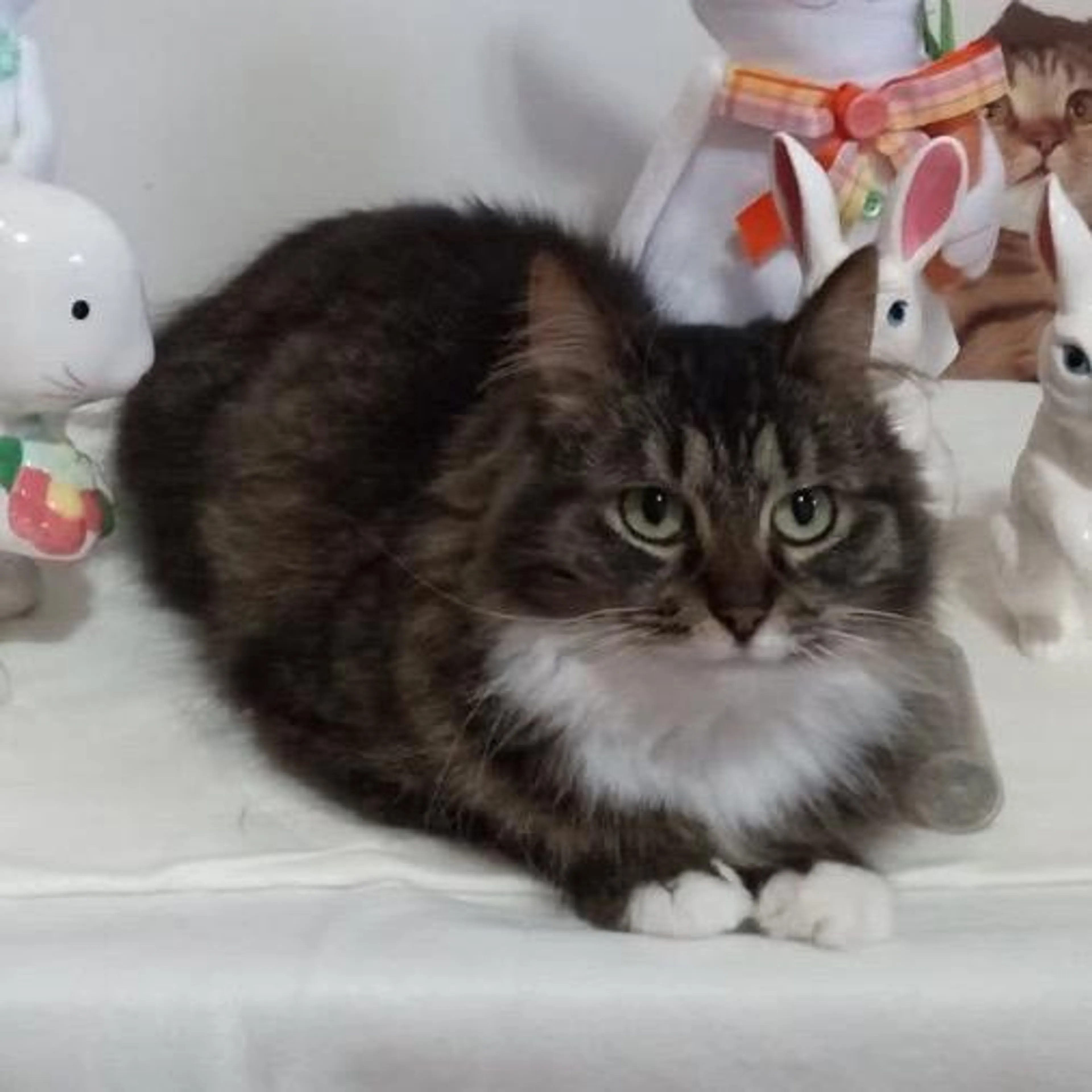 Found pet-0