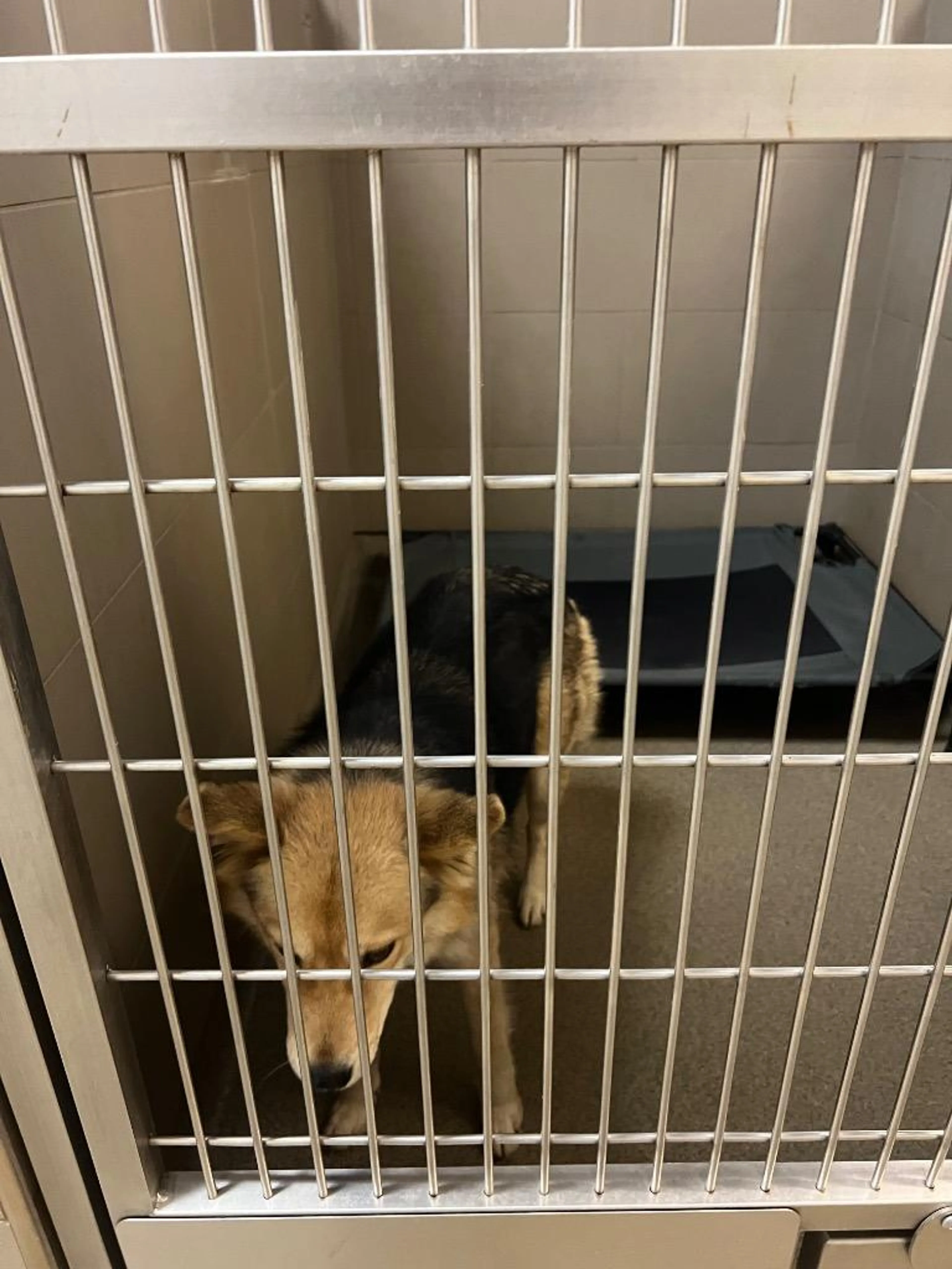 Found pet