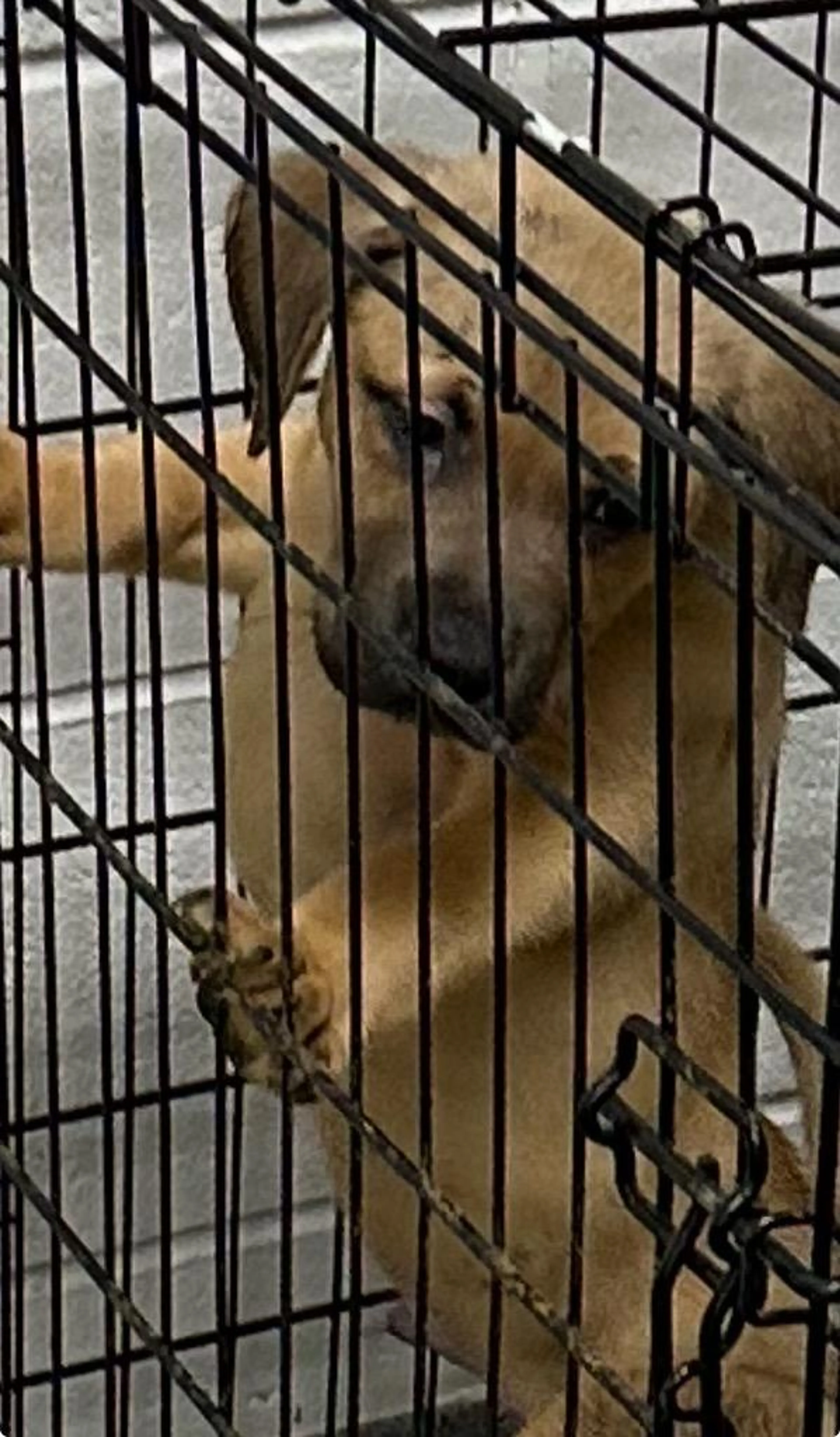 Found pet