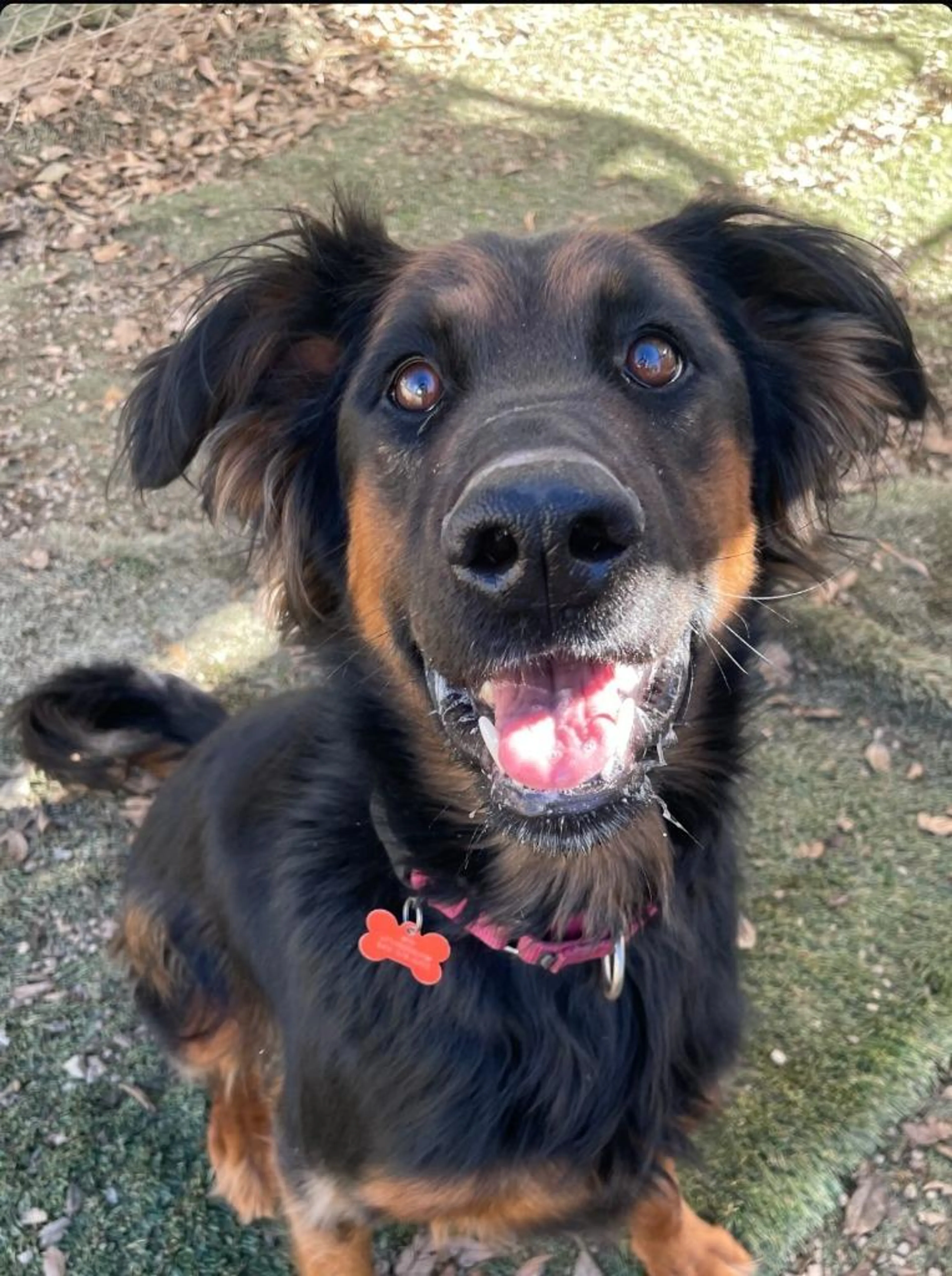 Found pet-2