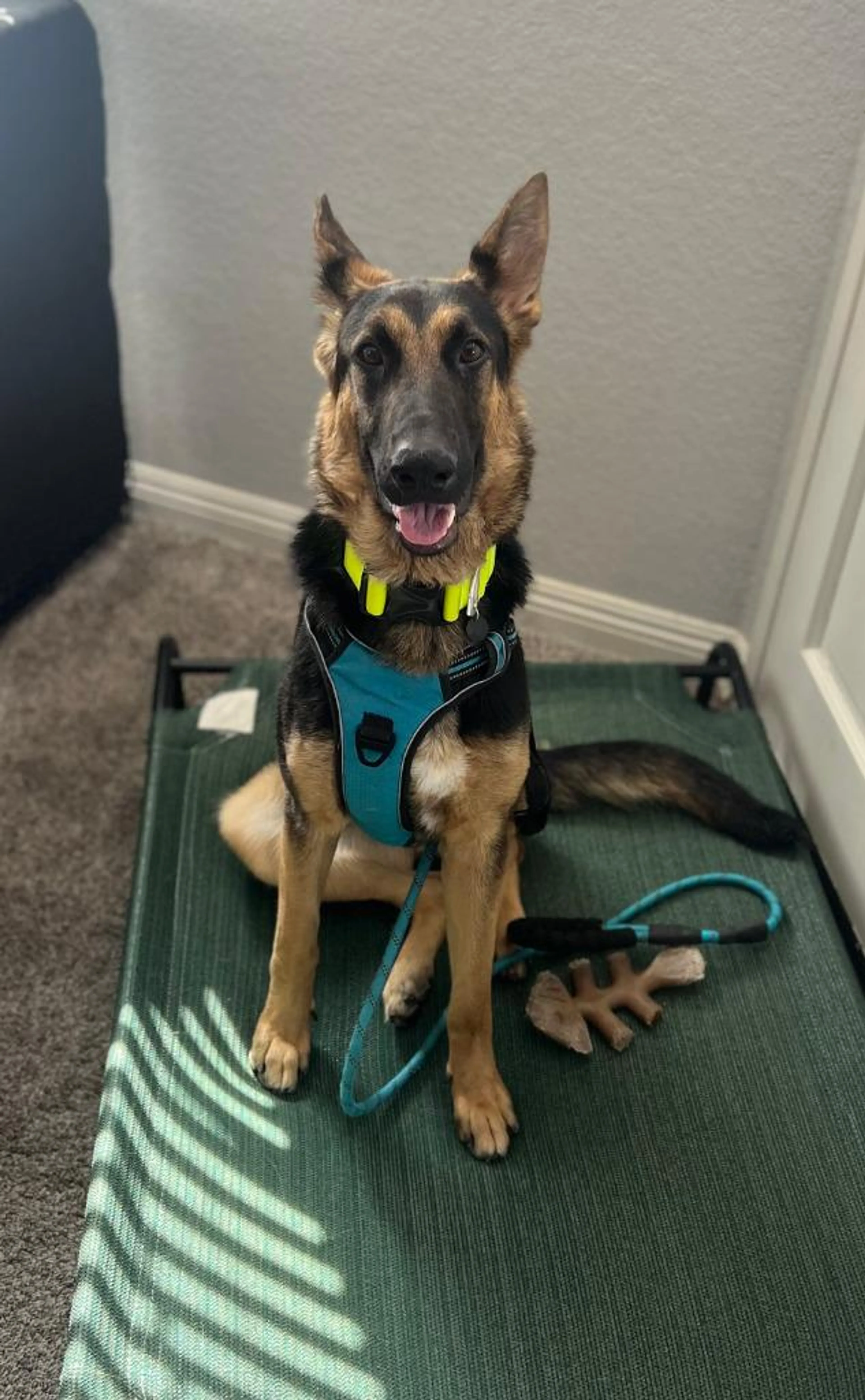 Found pet-2