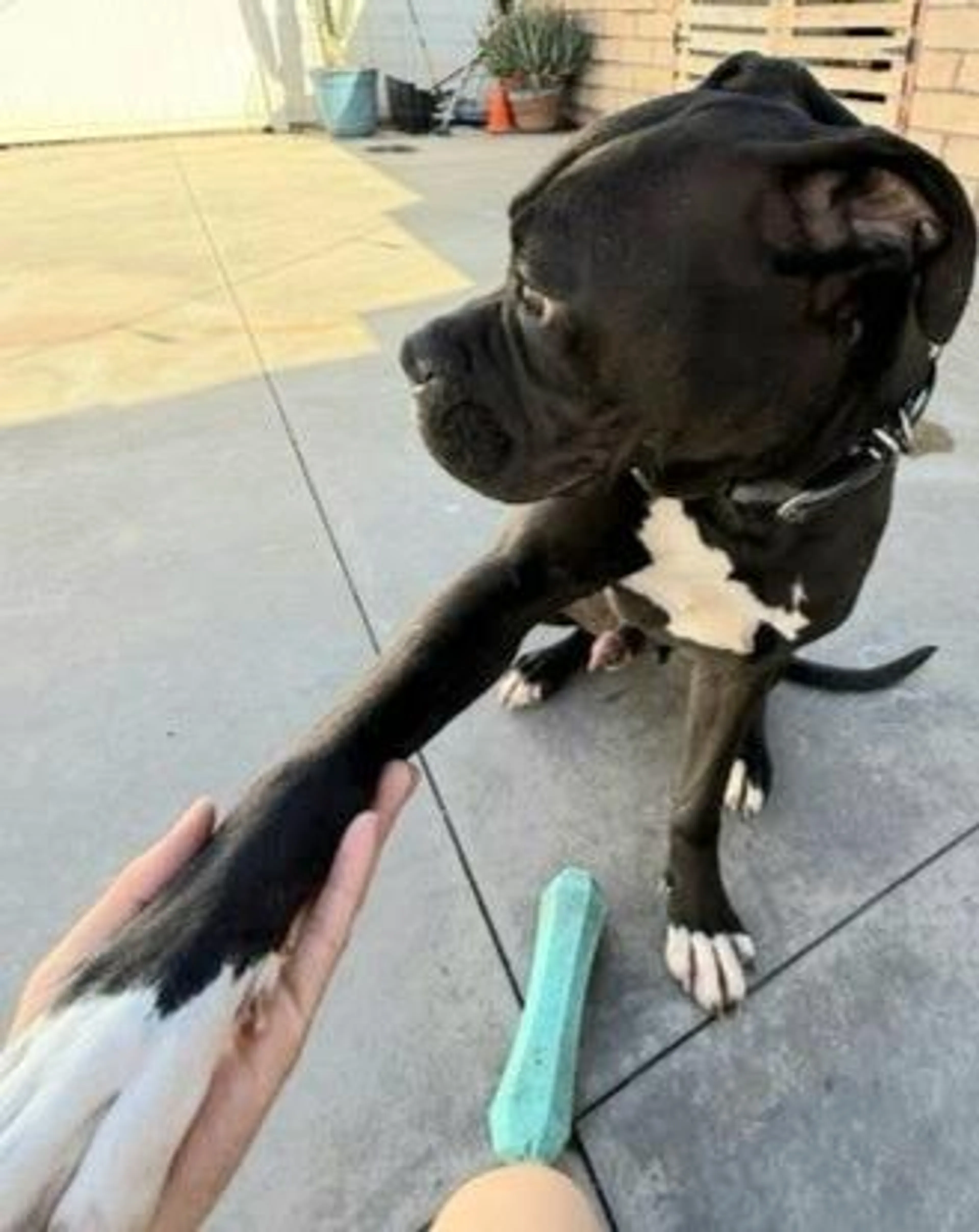 Found pet-4