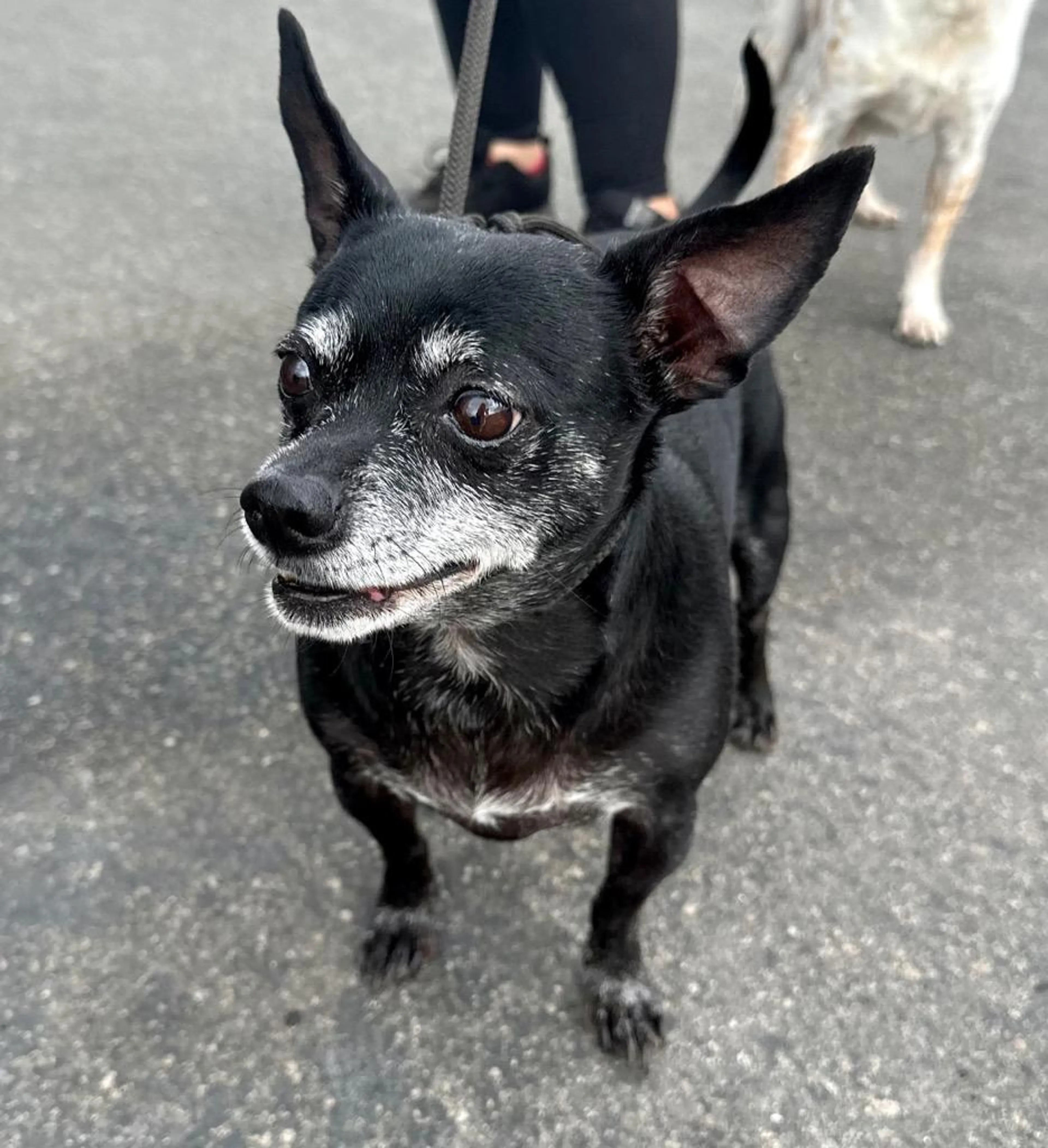 Found pet-5