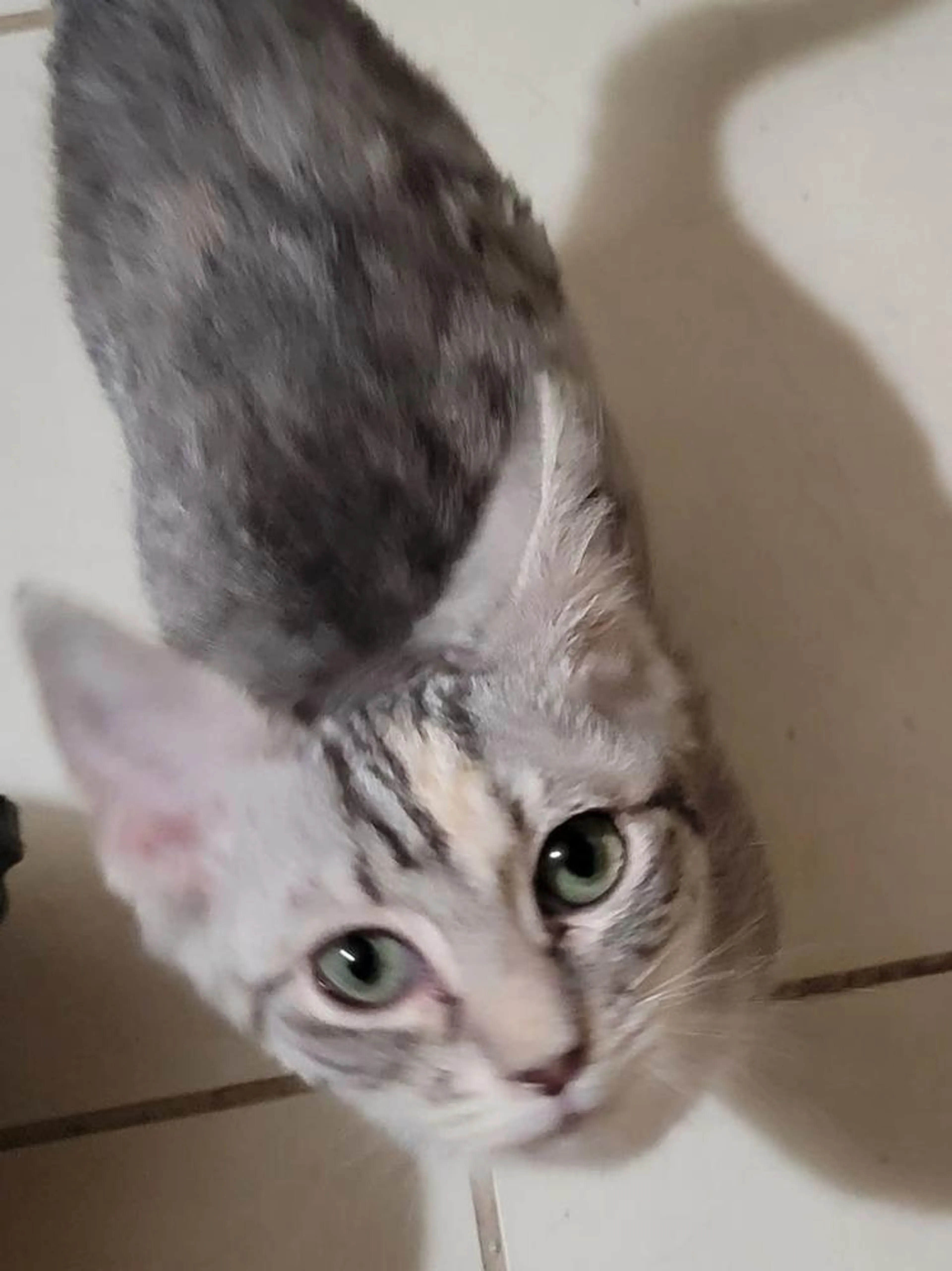 Found pet-3