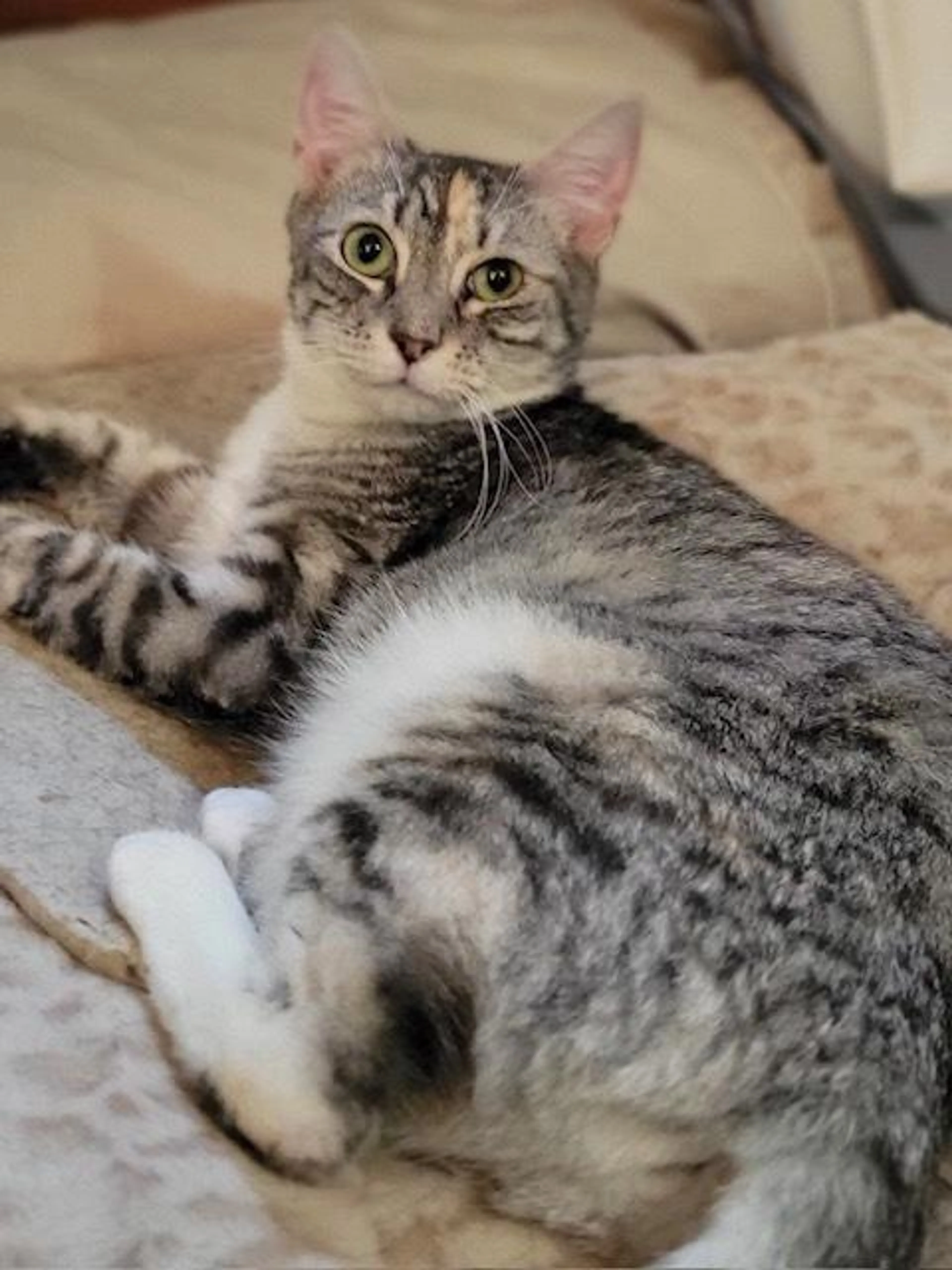 Found pet-2