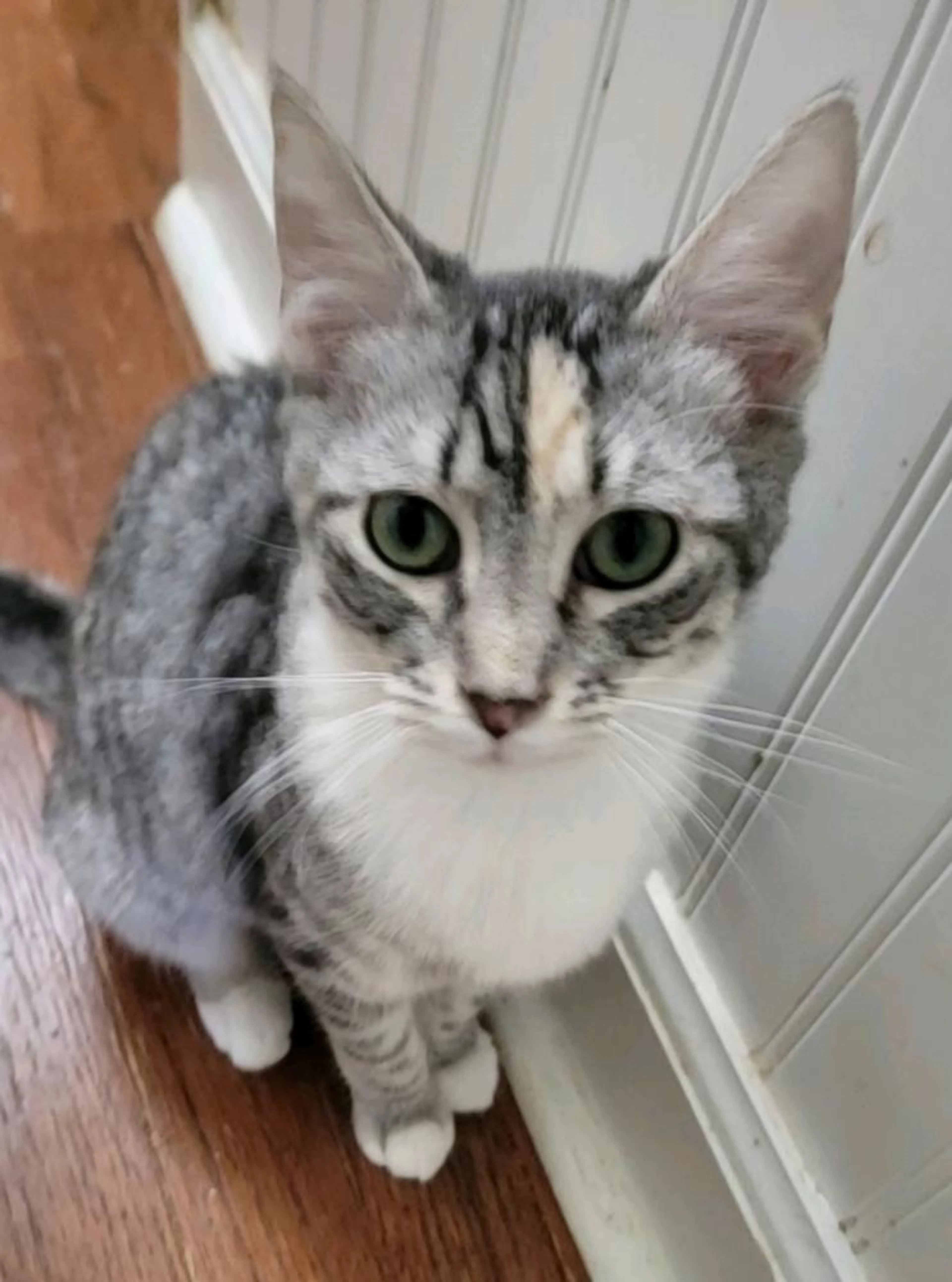 Found pet-0