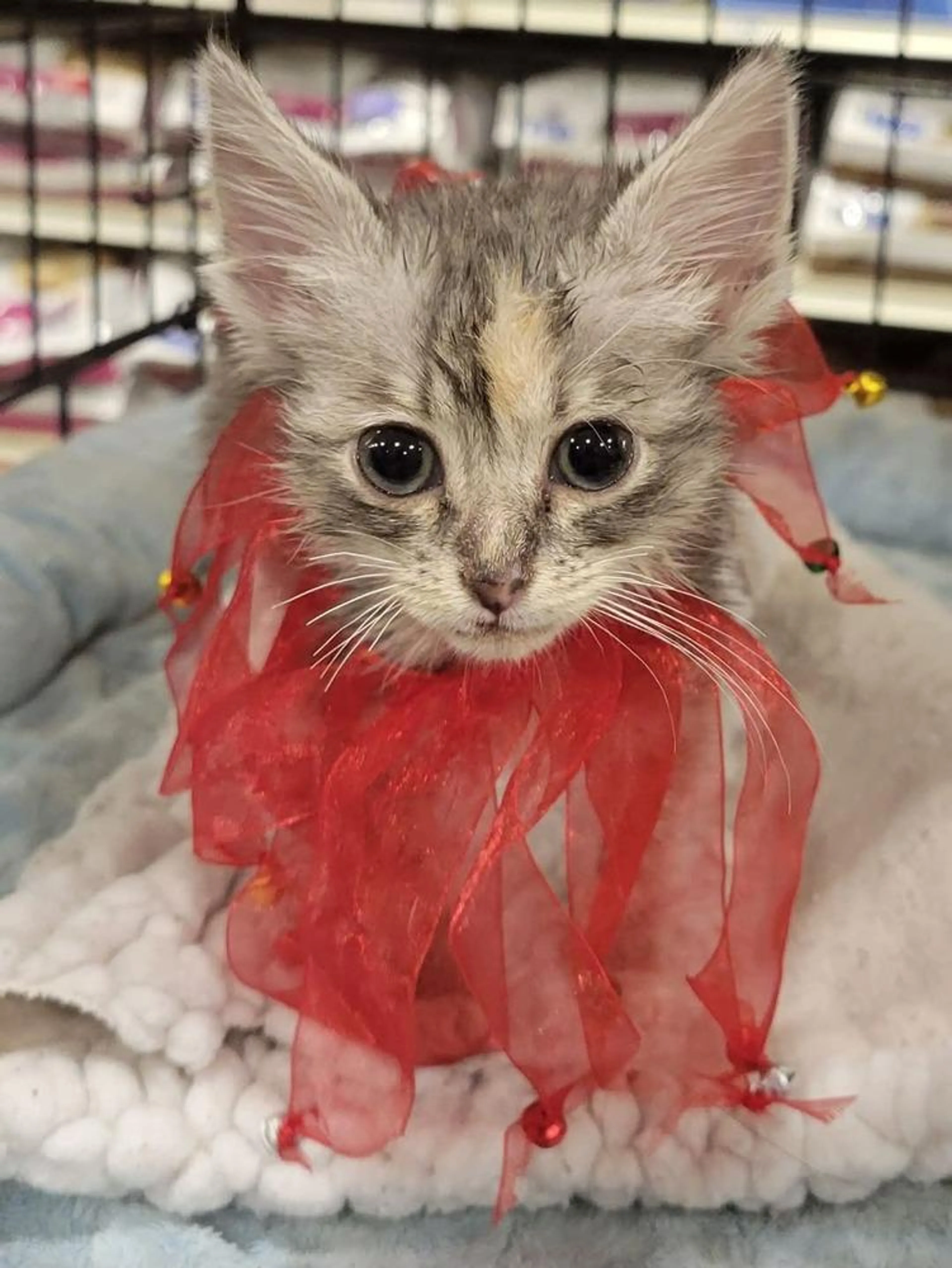 Found pet-1