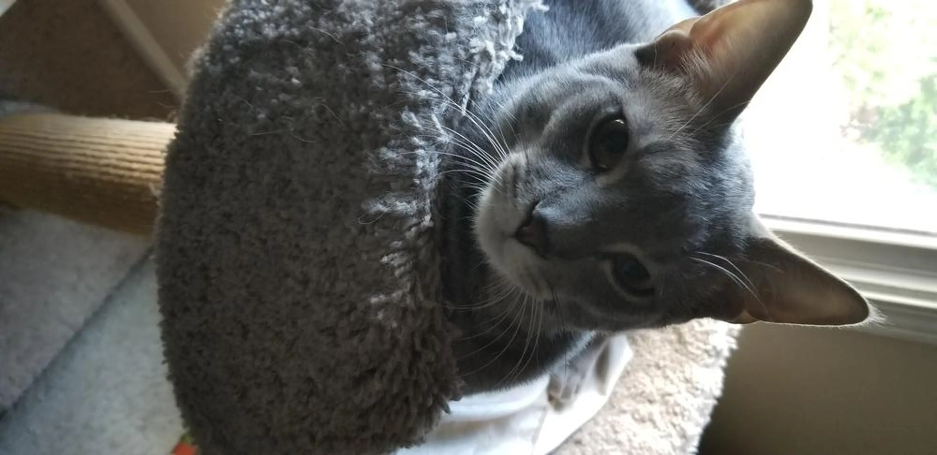 Found pet
