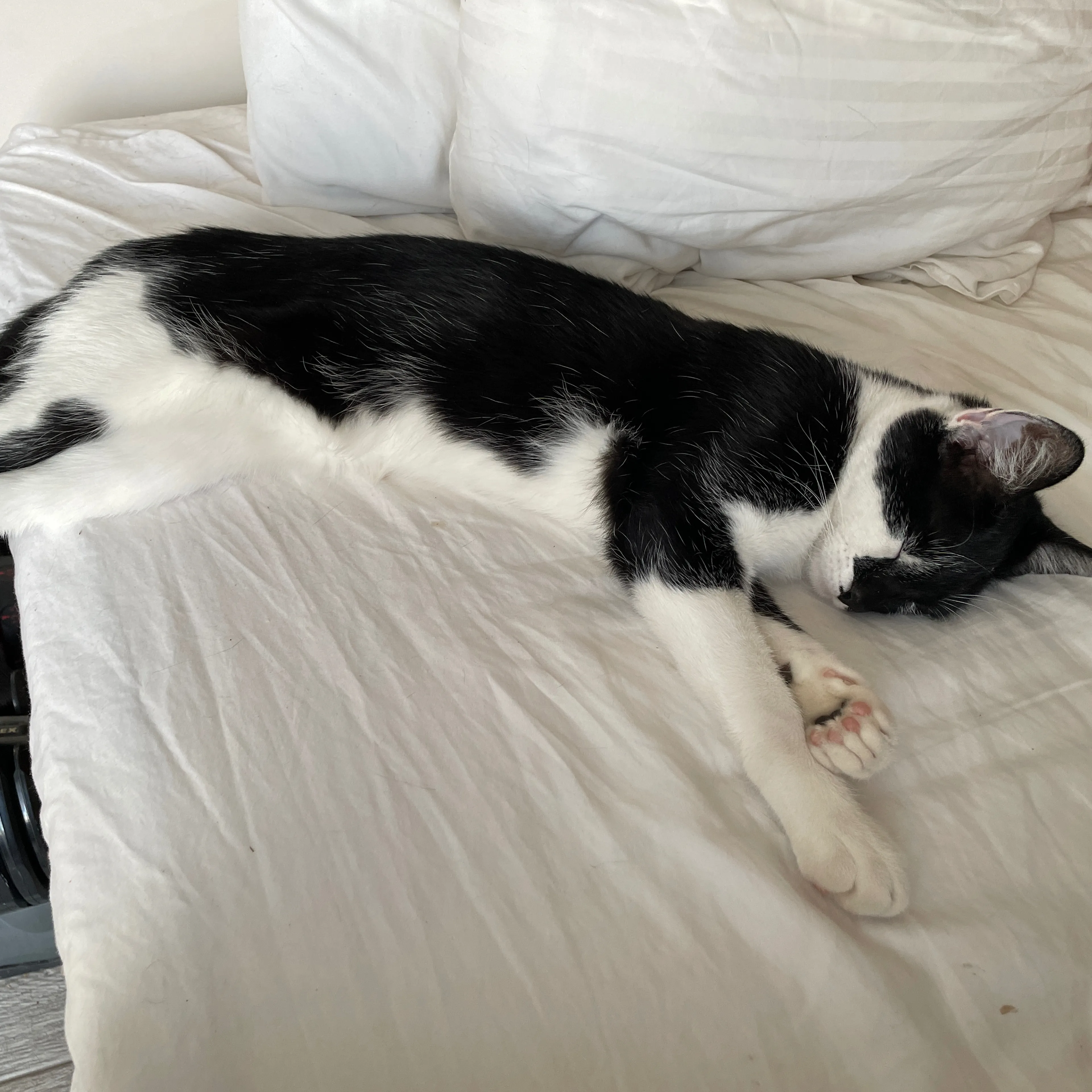 Lost pet-1
