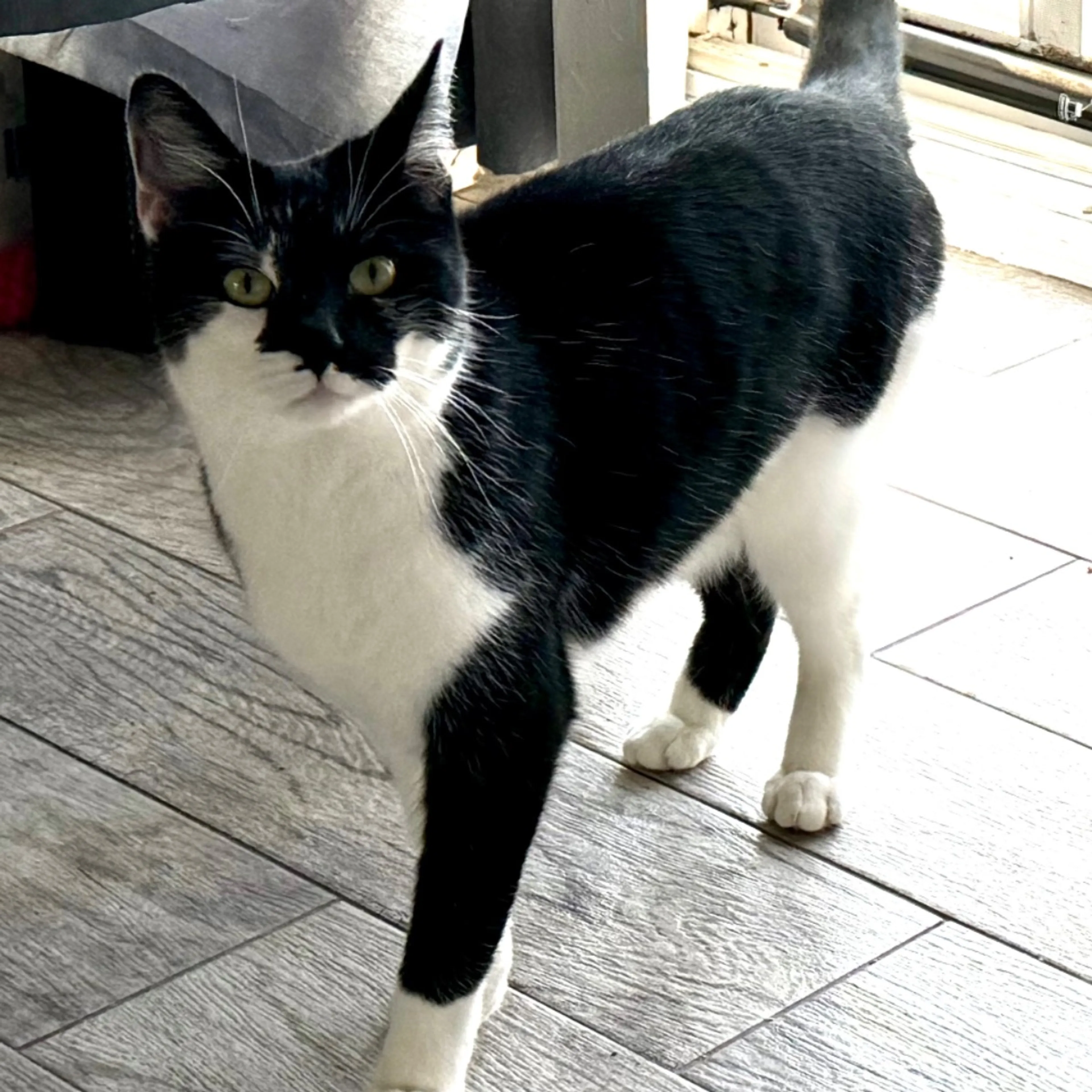 Lost pet-0