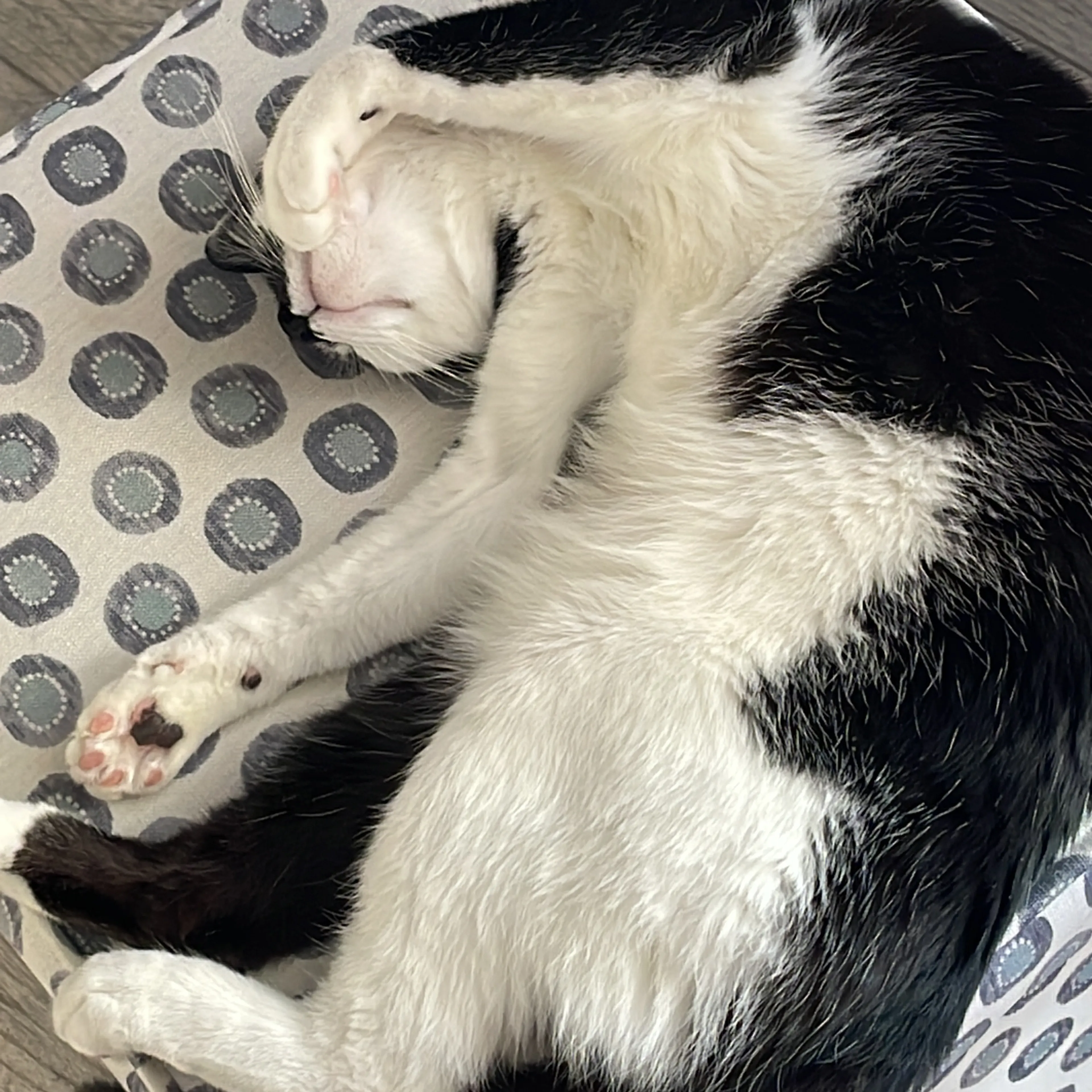 Lost pet-3