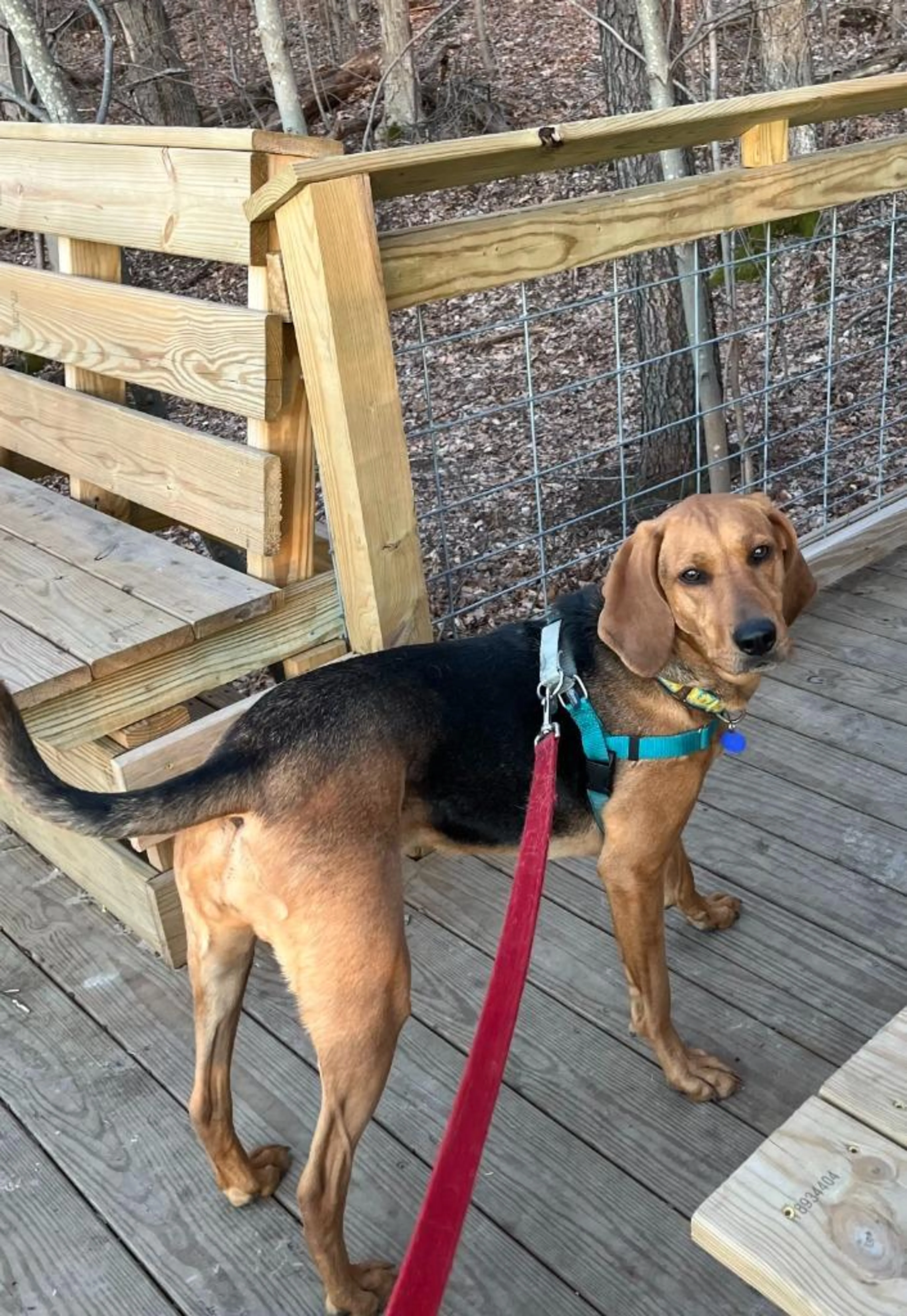Found pet-4