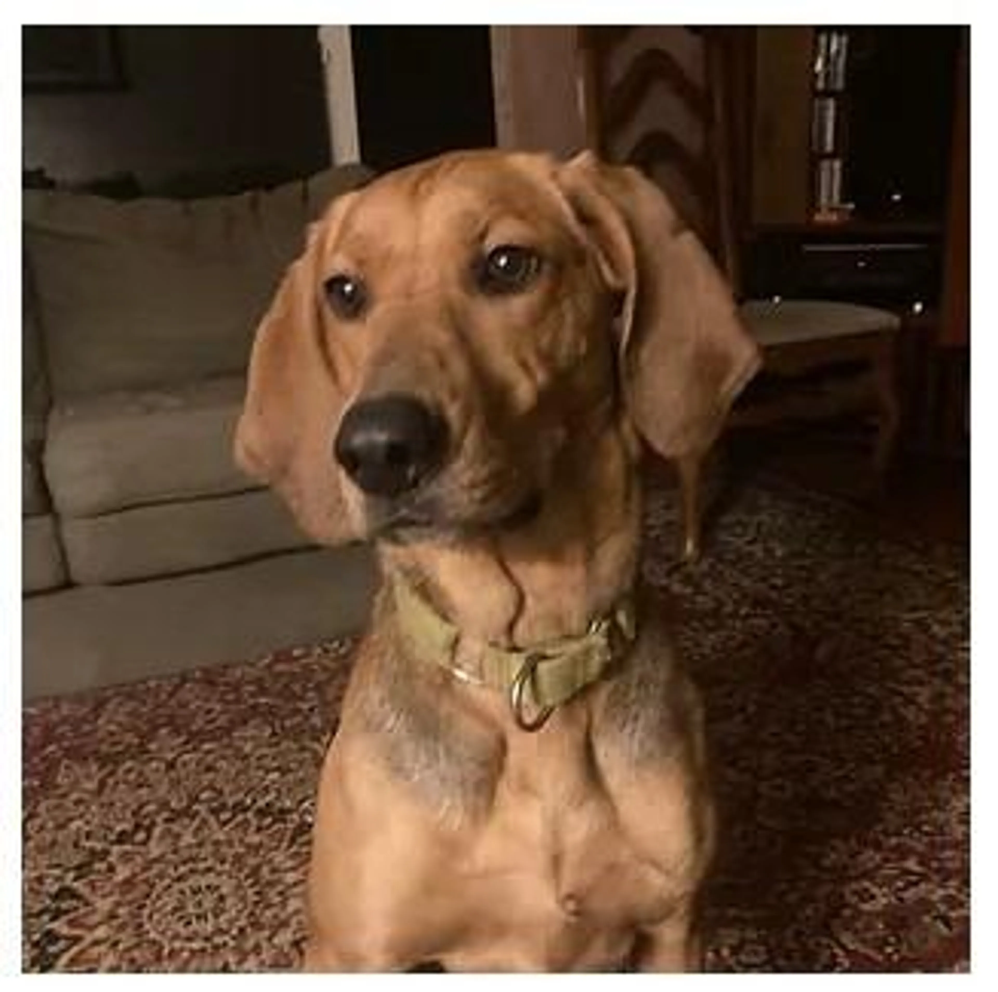 Found pet-5