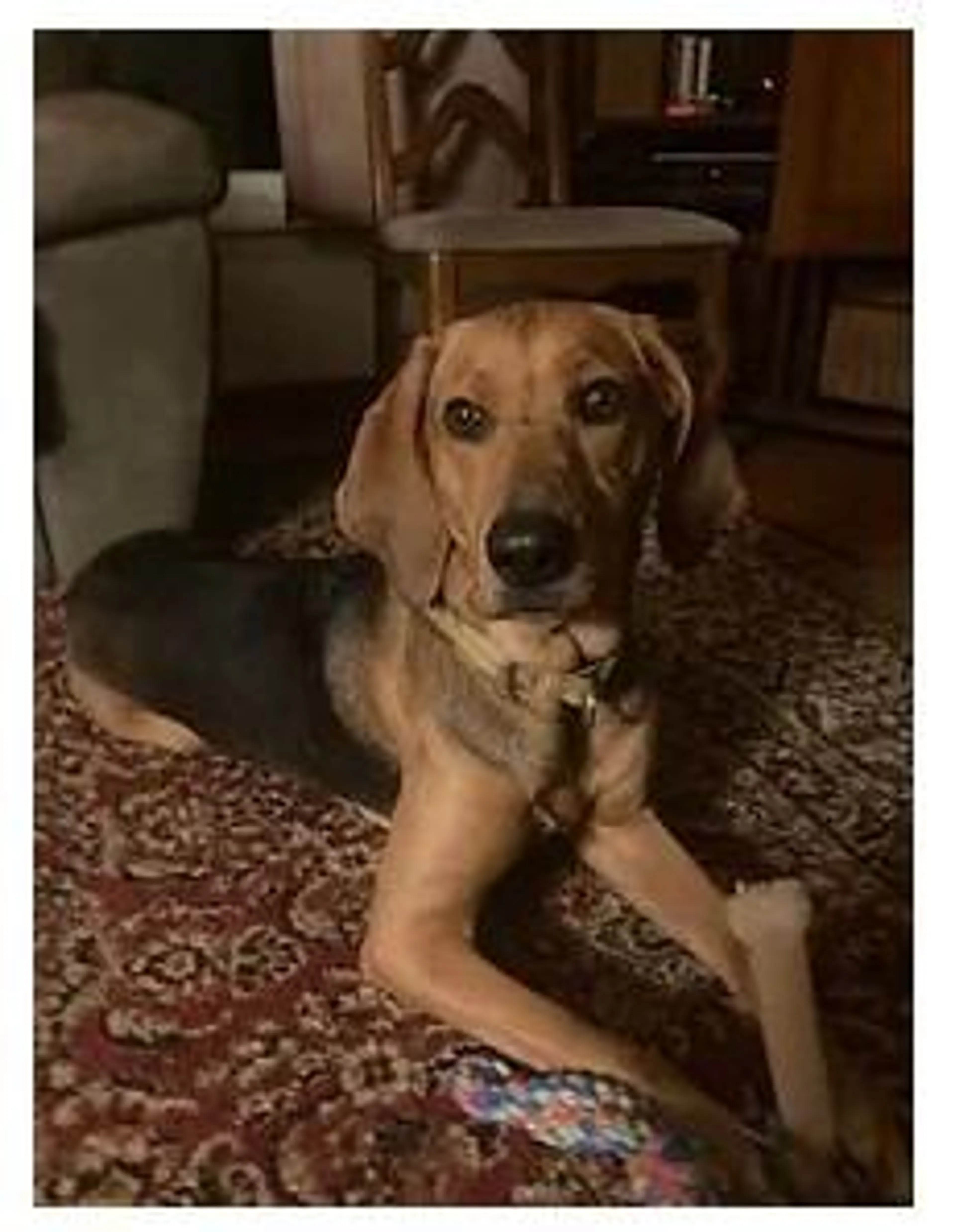 Found pet-2