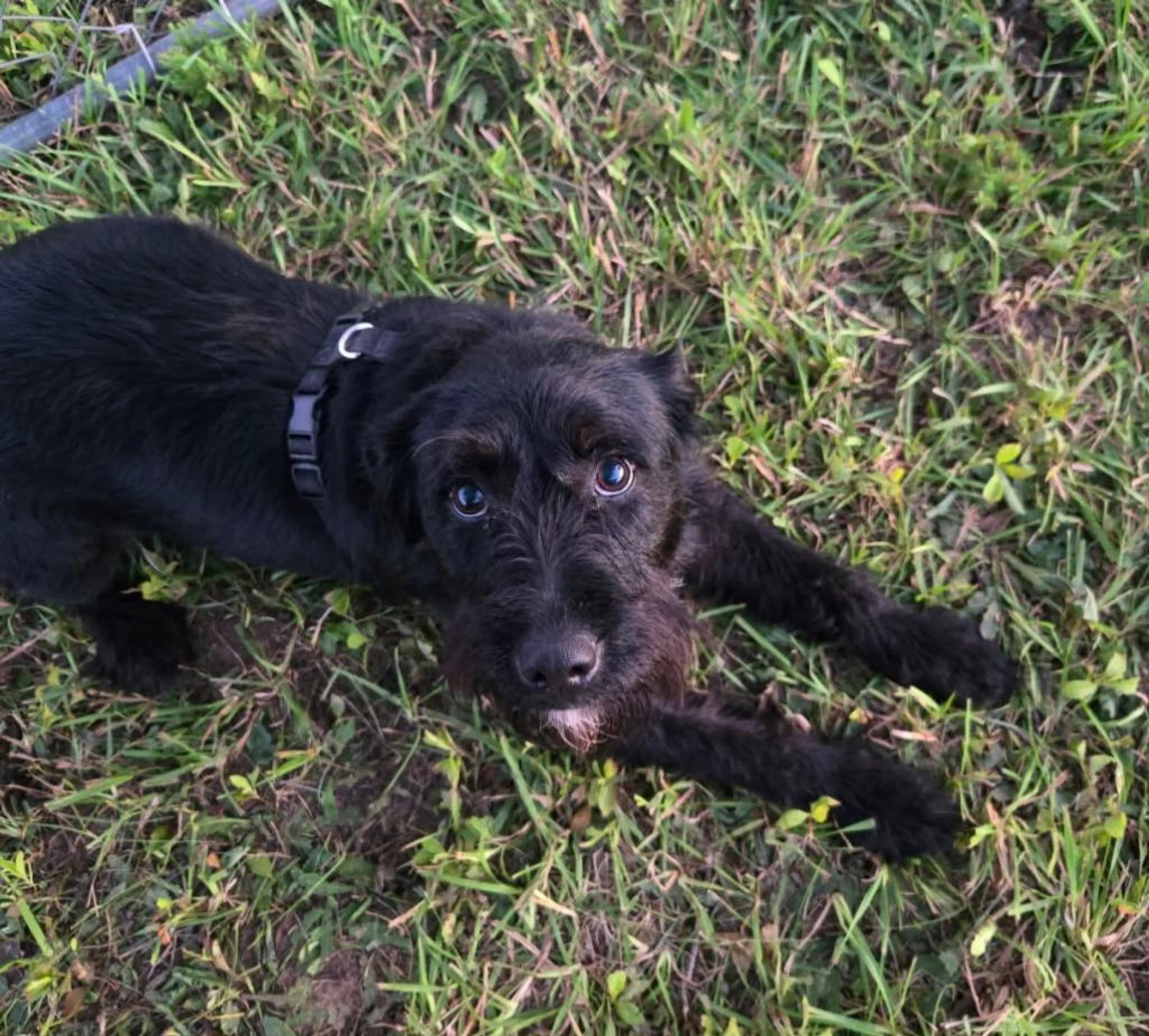 Found pet-2