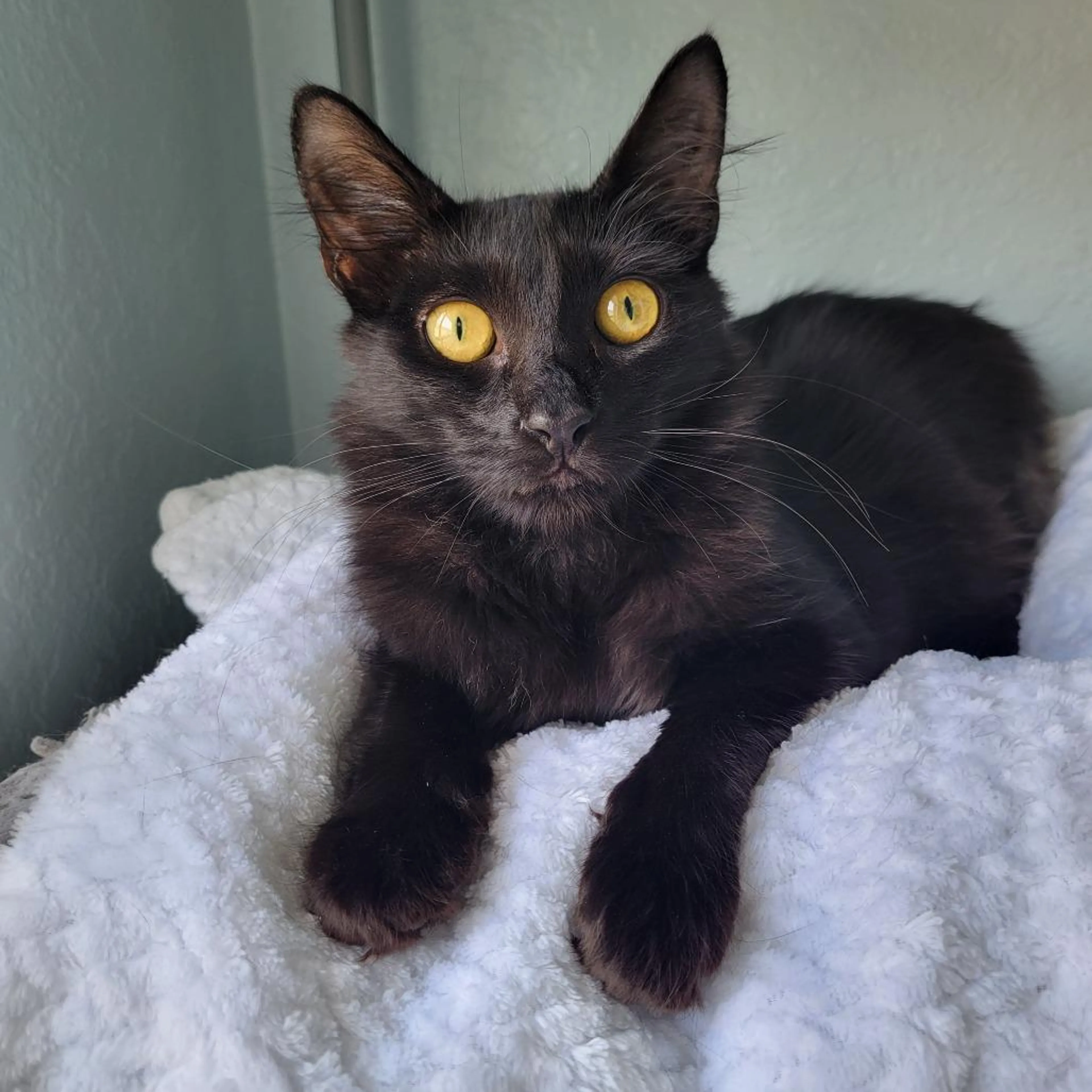 Found pet-3