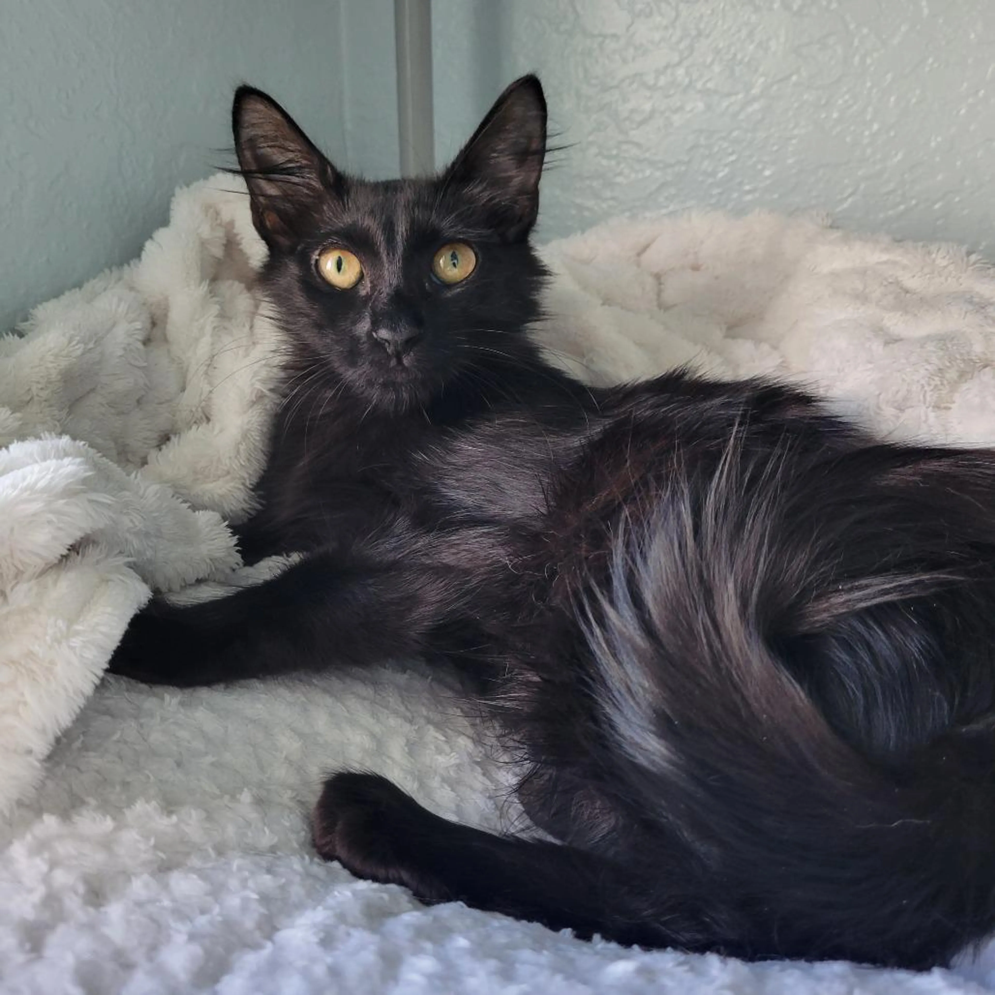 Found pet-1
