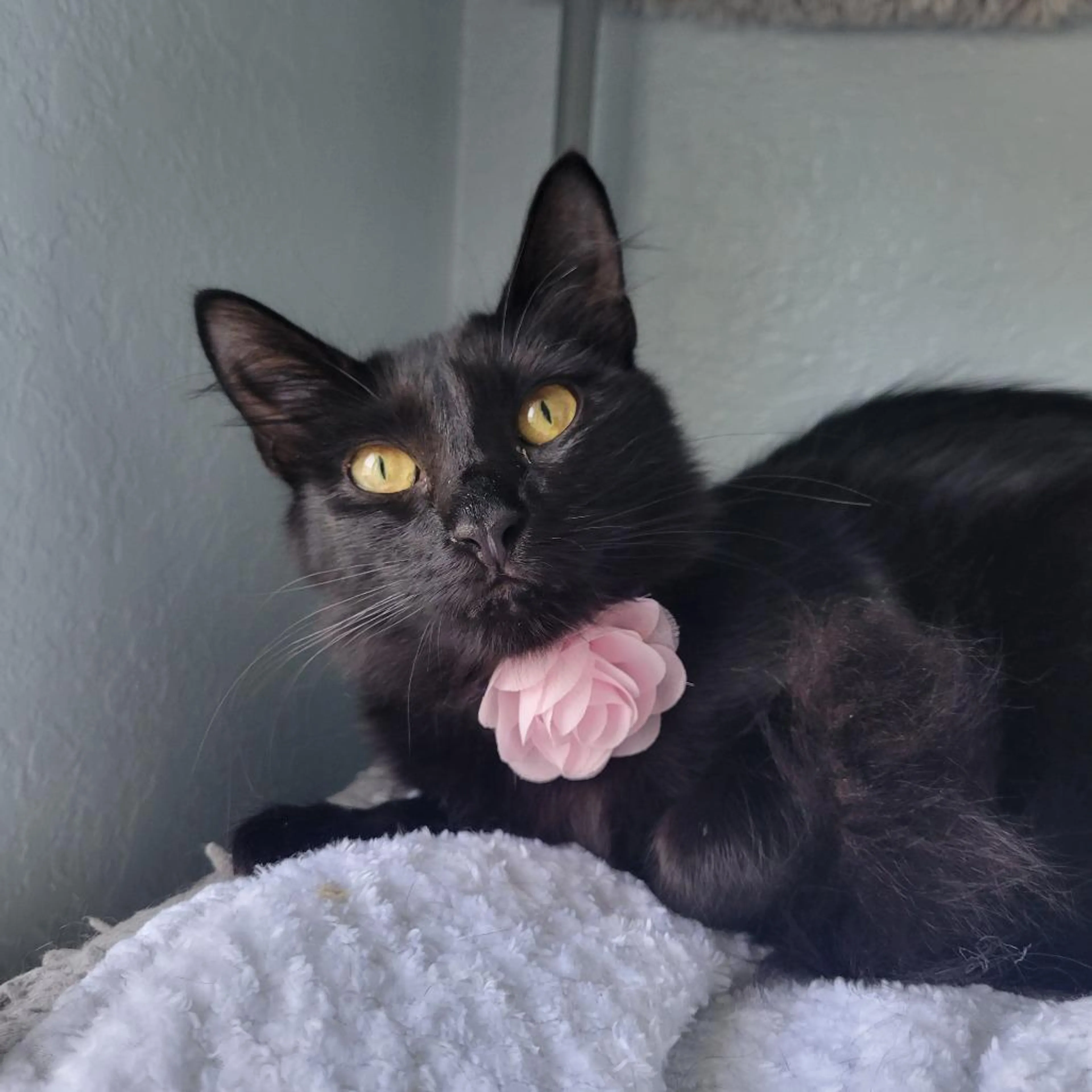 Found pet-2