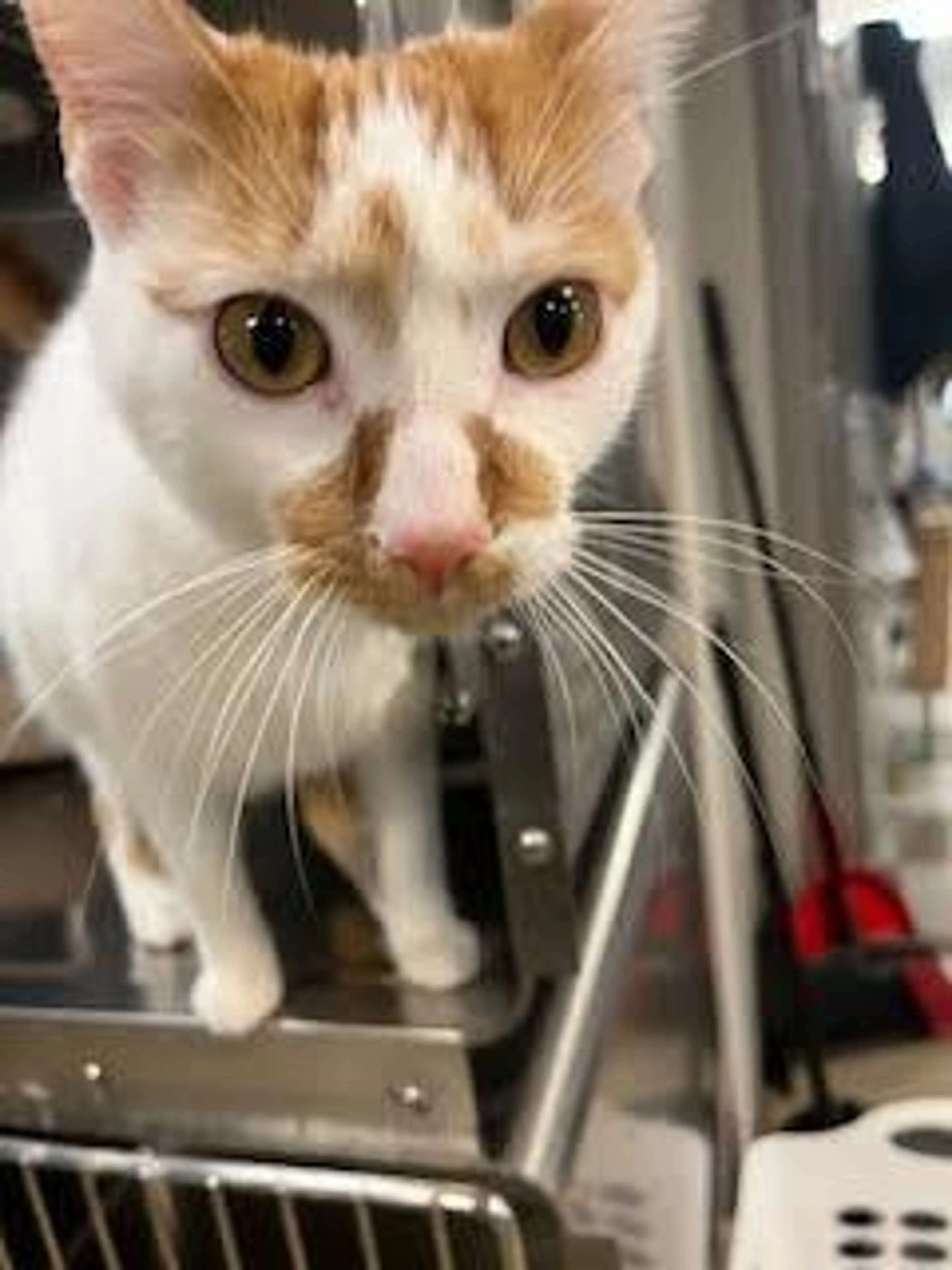 Found pet-5