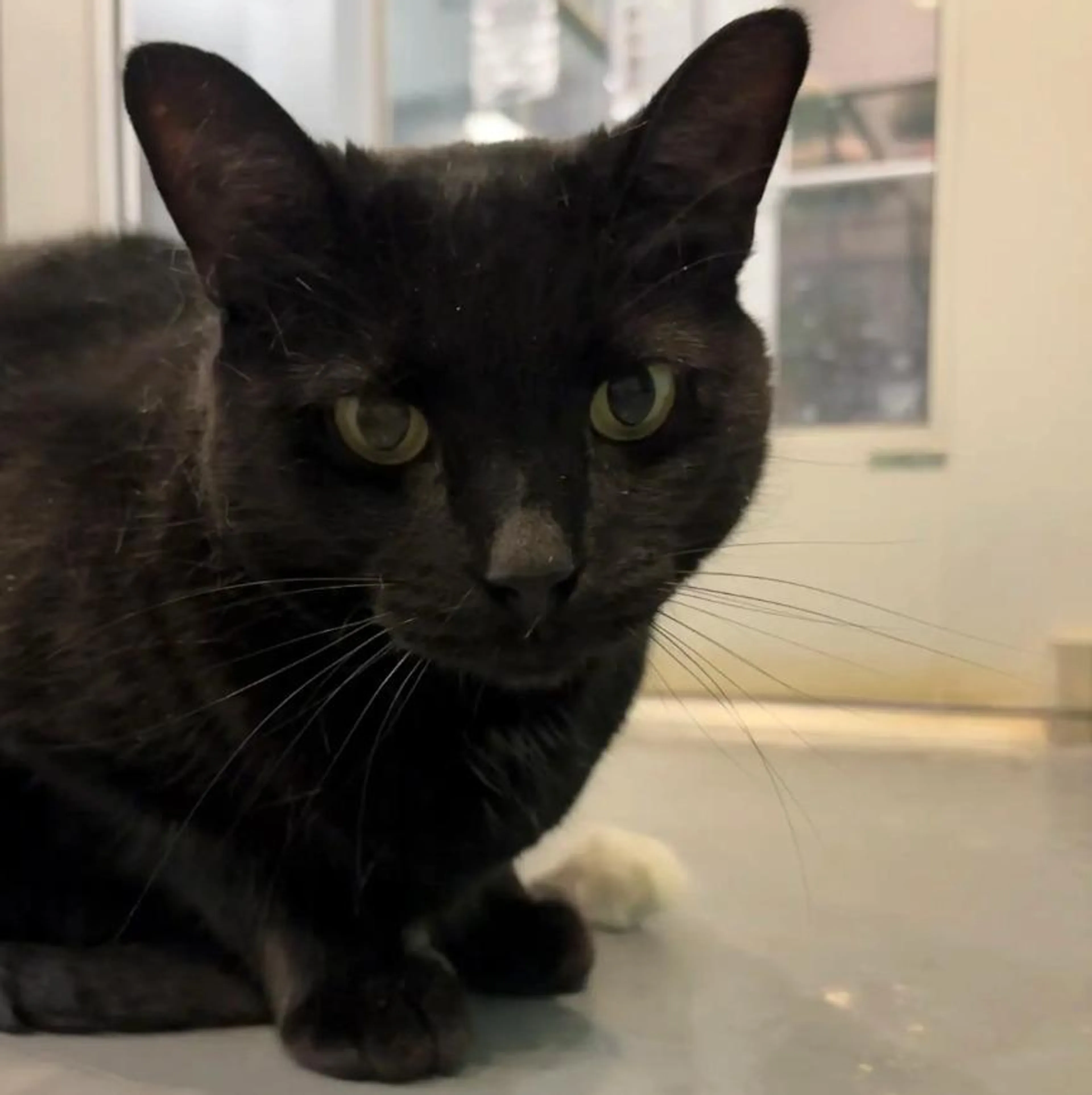 Found pet-4