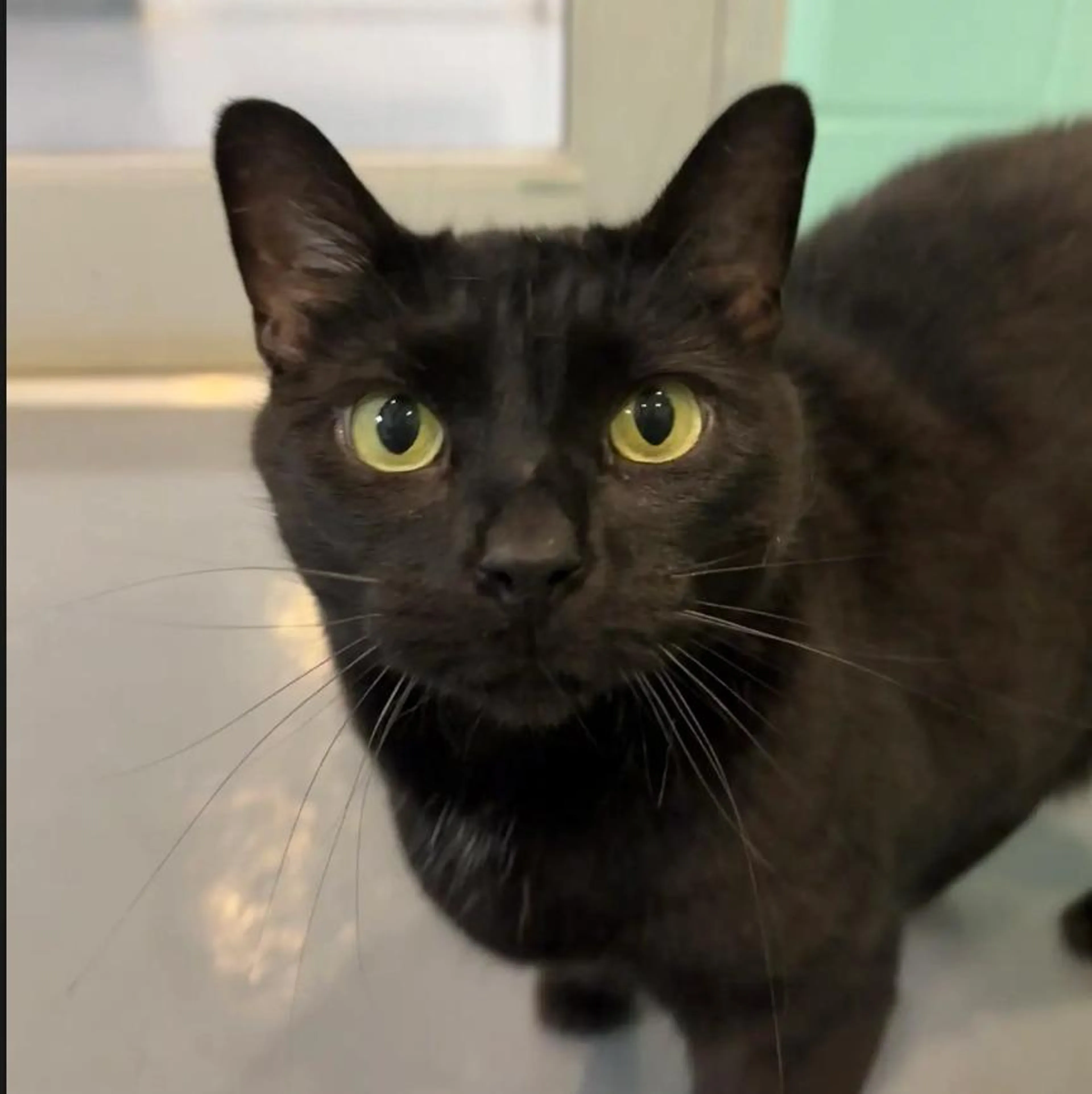Found pet-2