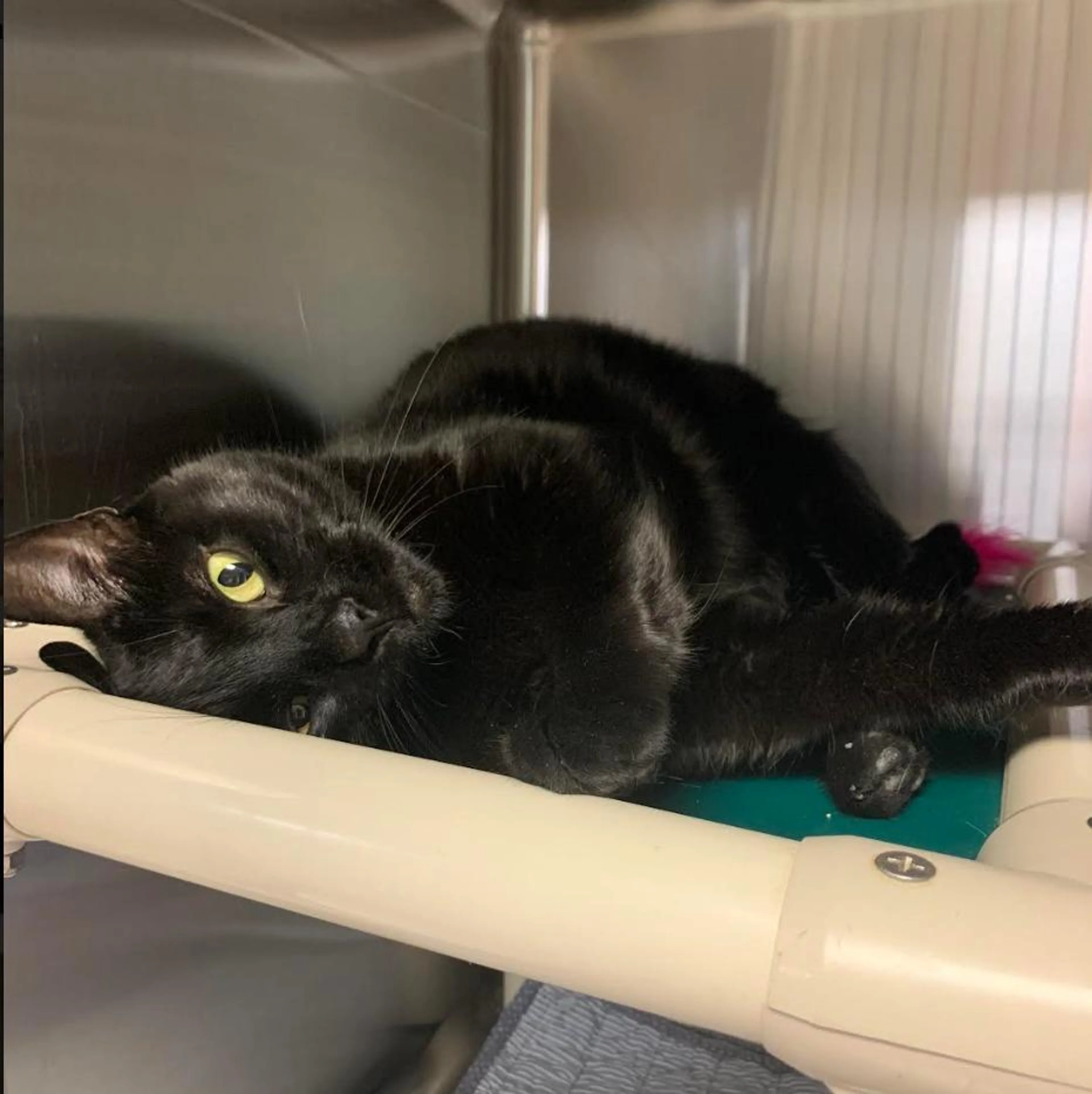 Found pet-1