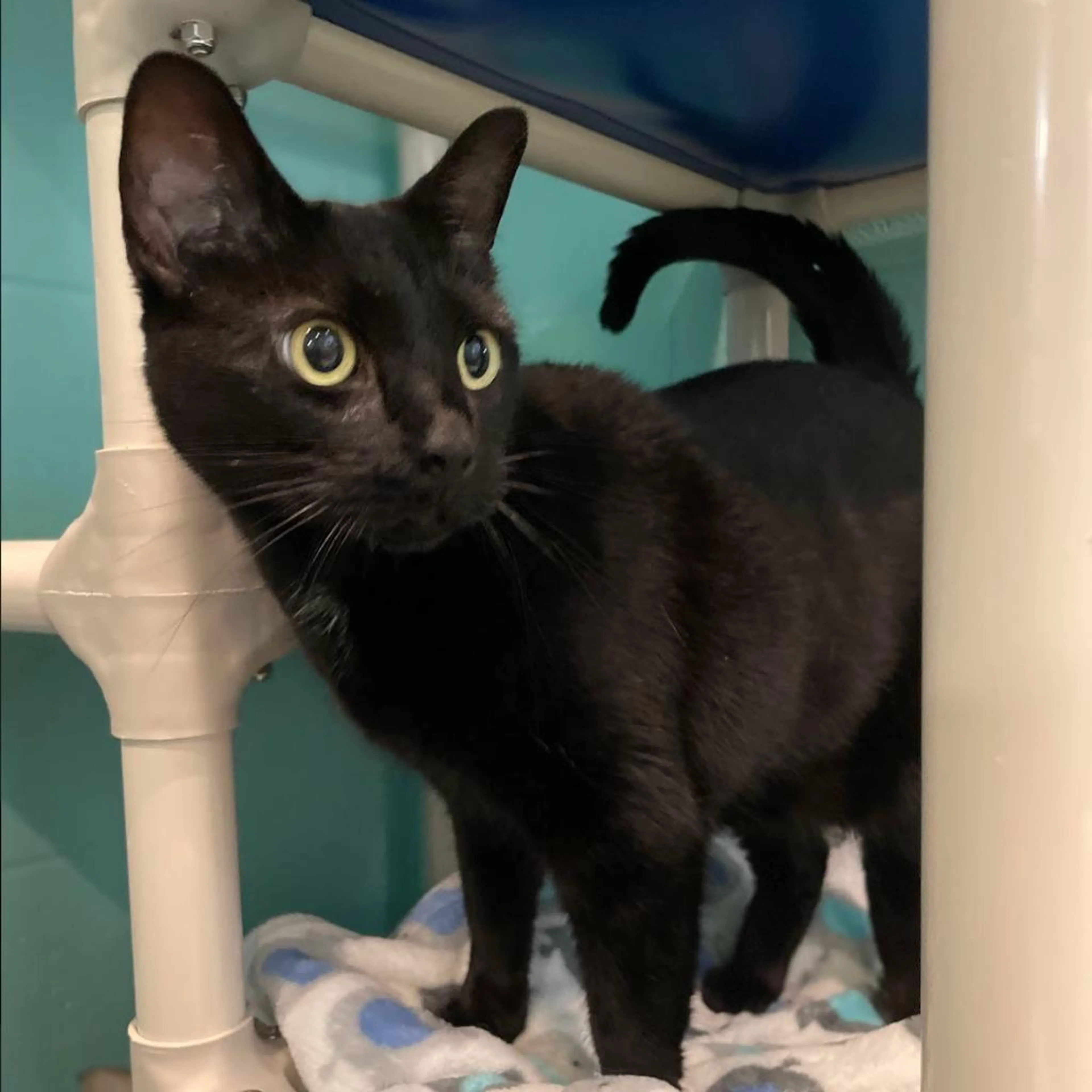 Found pet-5