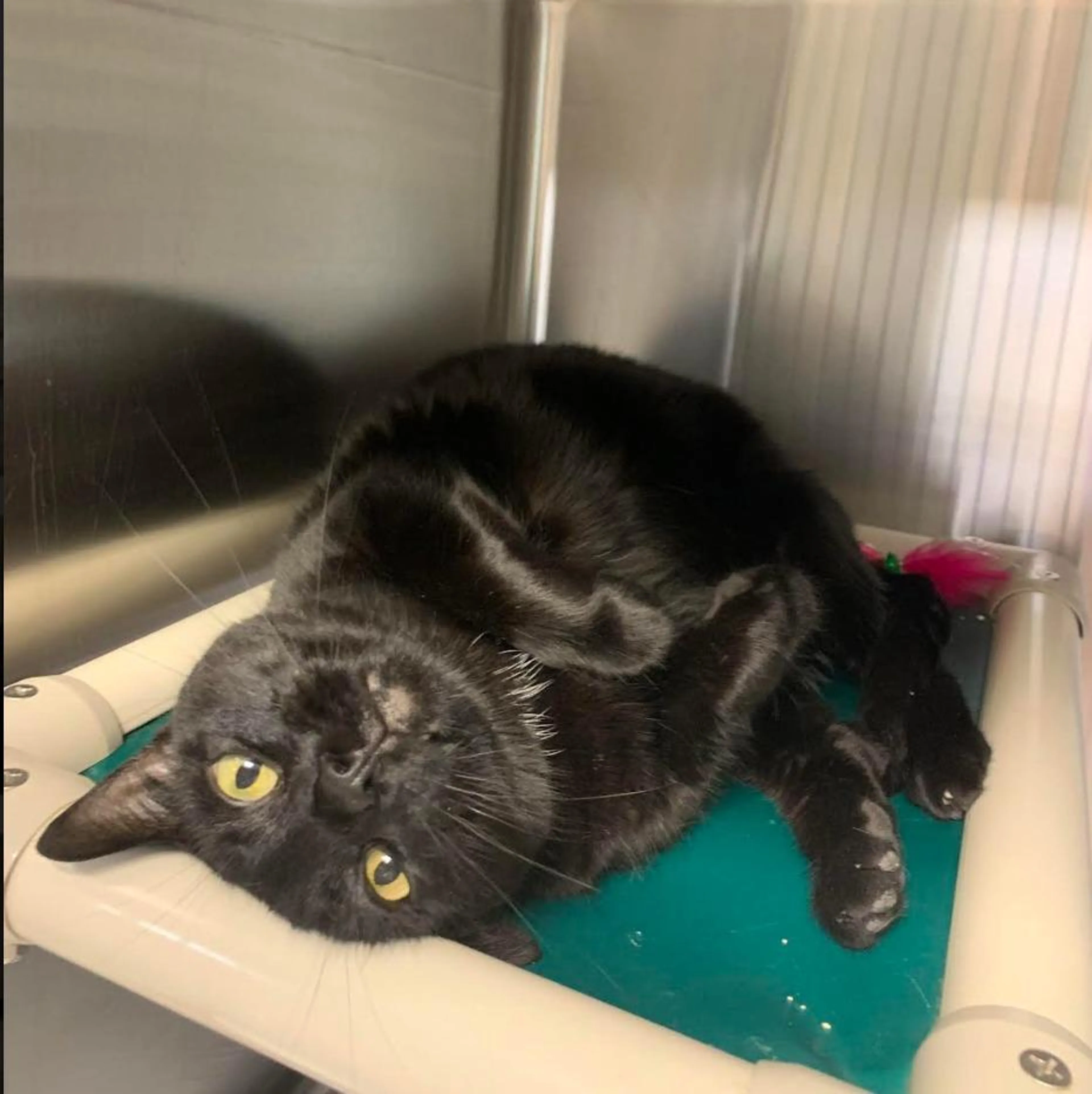 Found pet-3