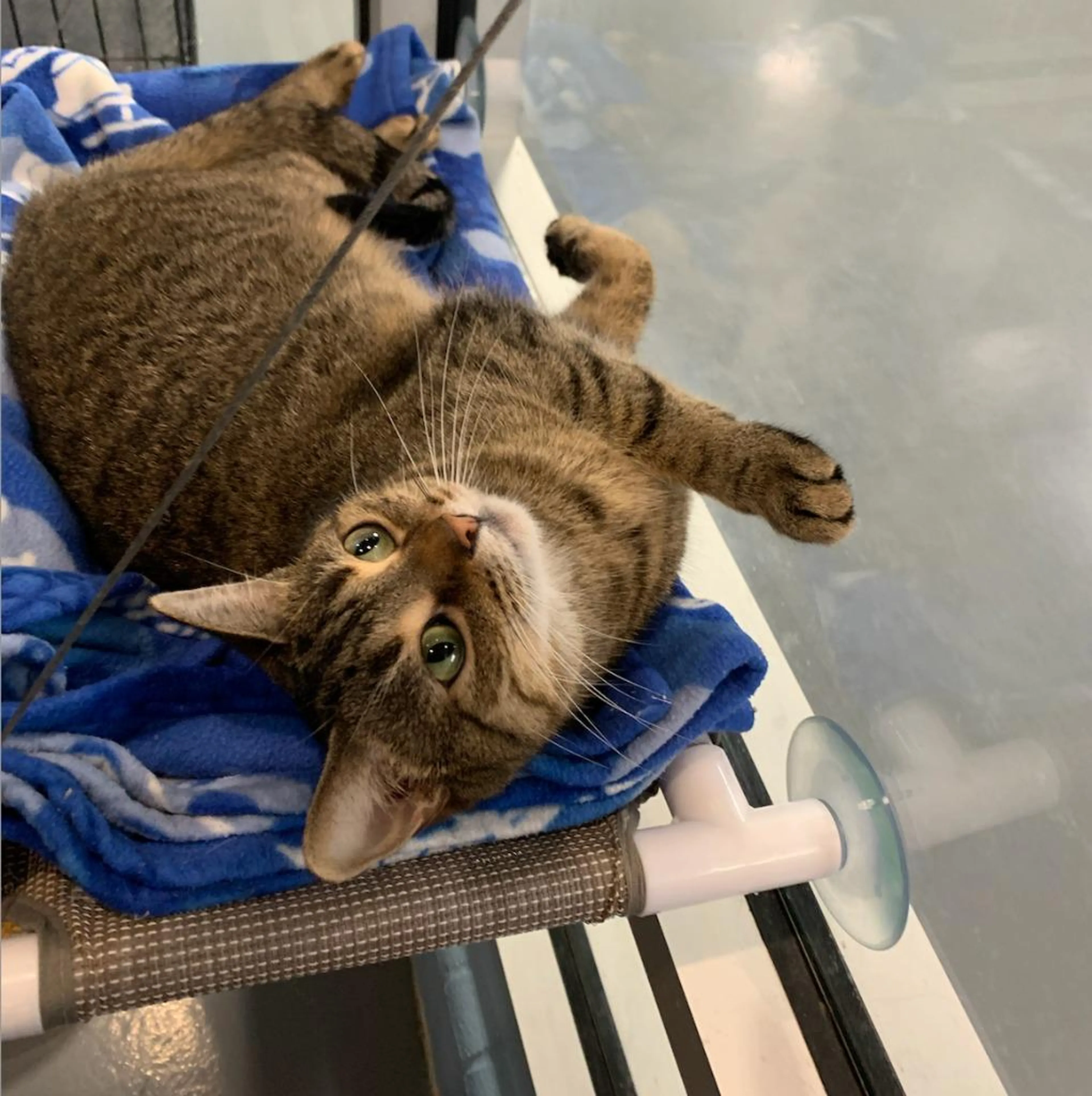 Found pet-1